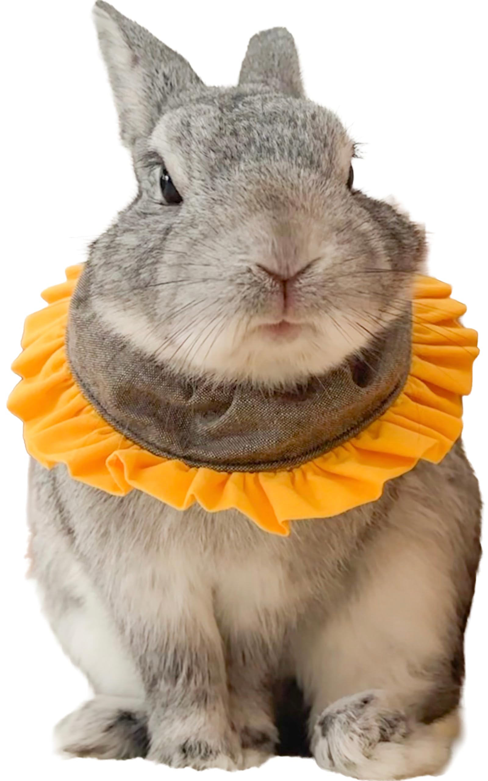Amazon | Usagi Heart エリザベスカラー ひまわりのエリマキさん L