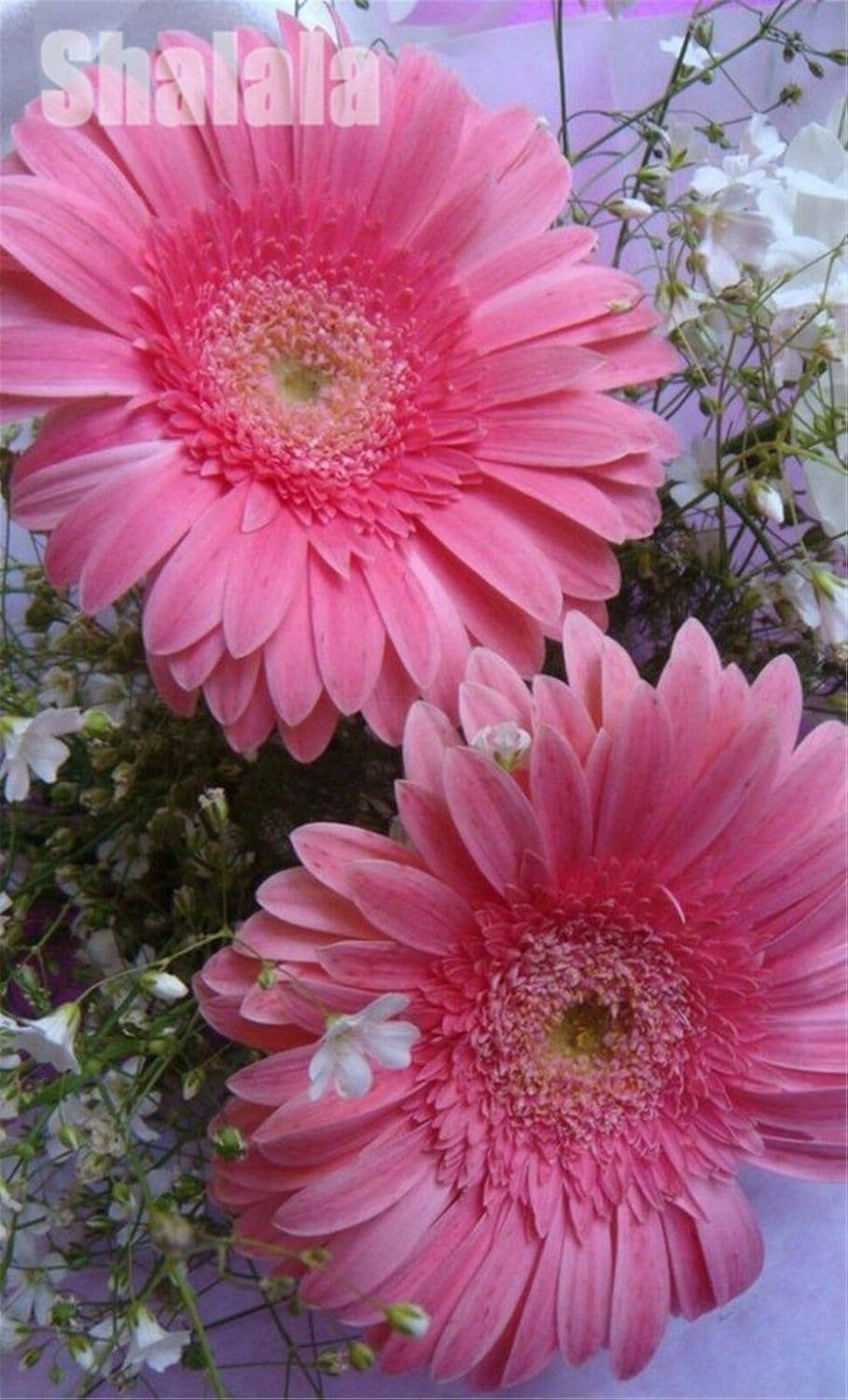 100個の新鮮な人工ガーベラの花の種菊デイジーガーベラの種