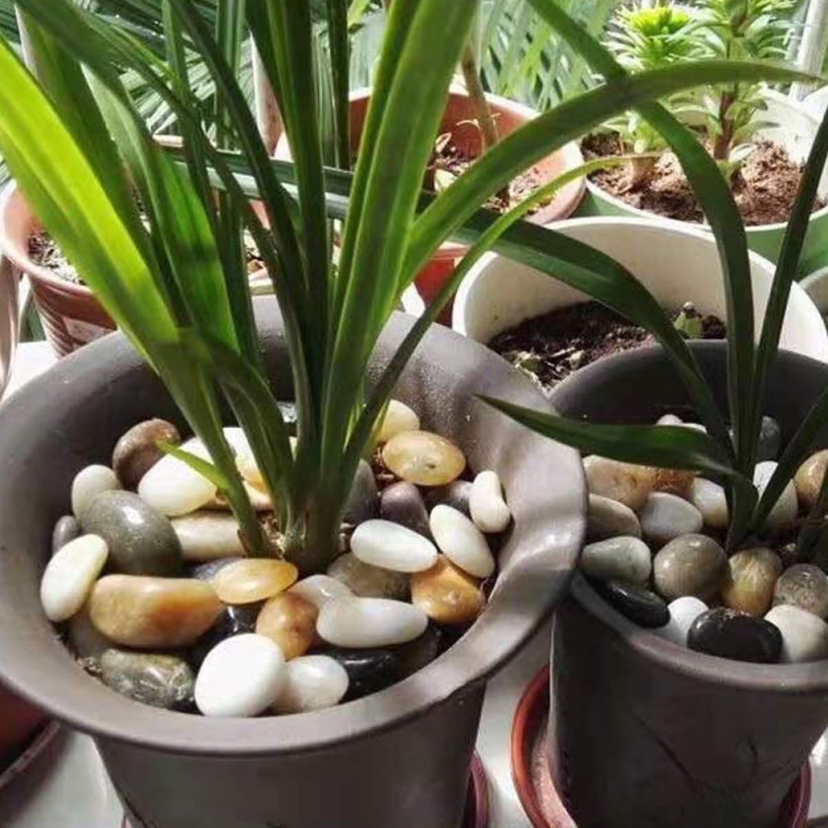 Mikikit Decorative Pebbles for Aquarium Plants and Garden Landscaping Each Vibrant Colors for Flowerpots and Home Decor