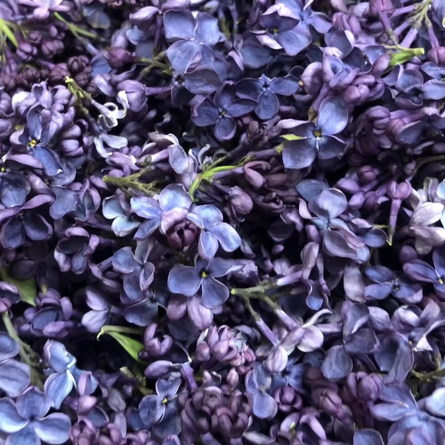 Pétalos lila preservados liofilizados morado profundo 15 tazas miniatura 7