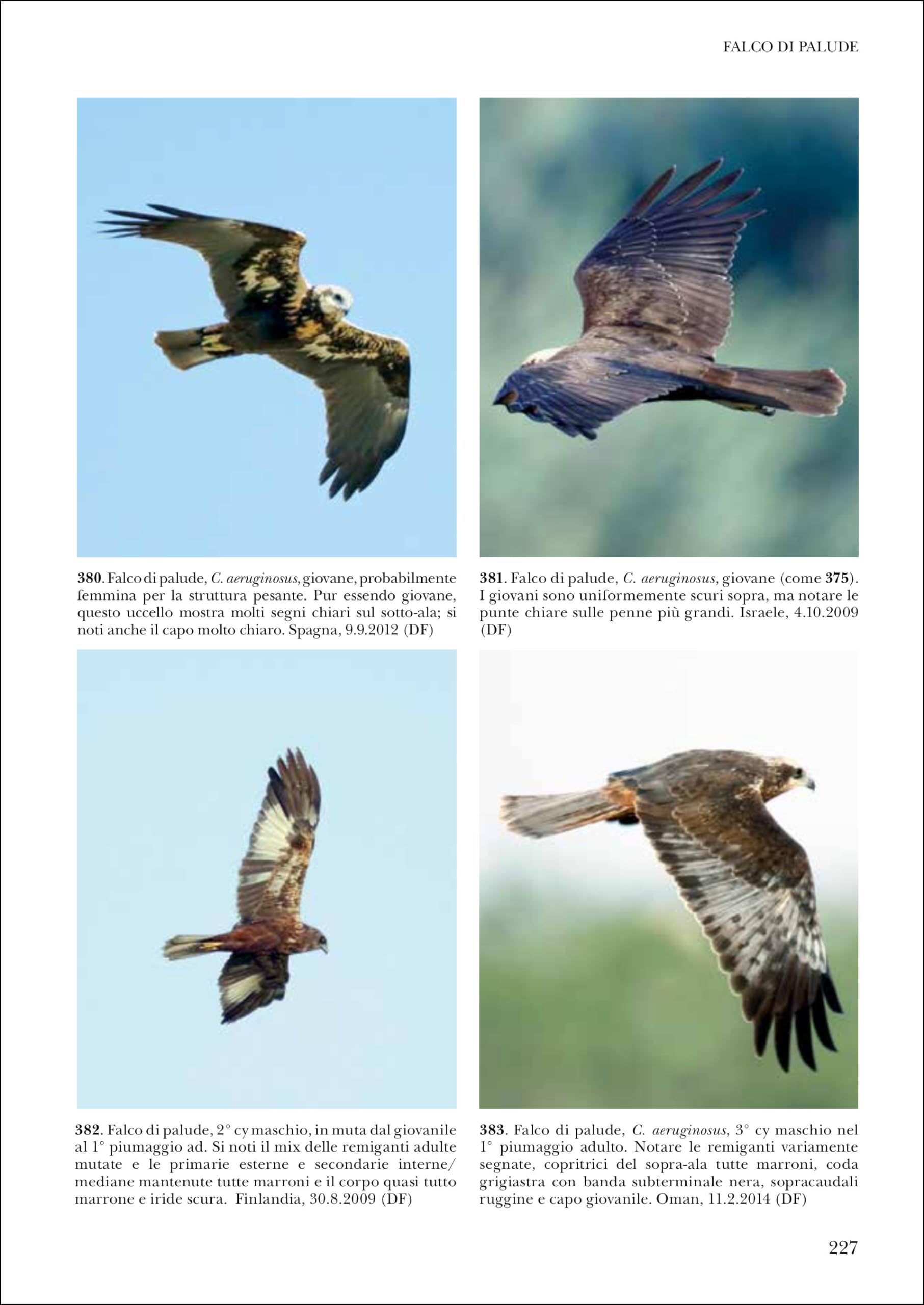 Identificare i rapaci in volo. Europa, Nord Africa e Medio Oriente