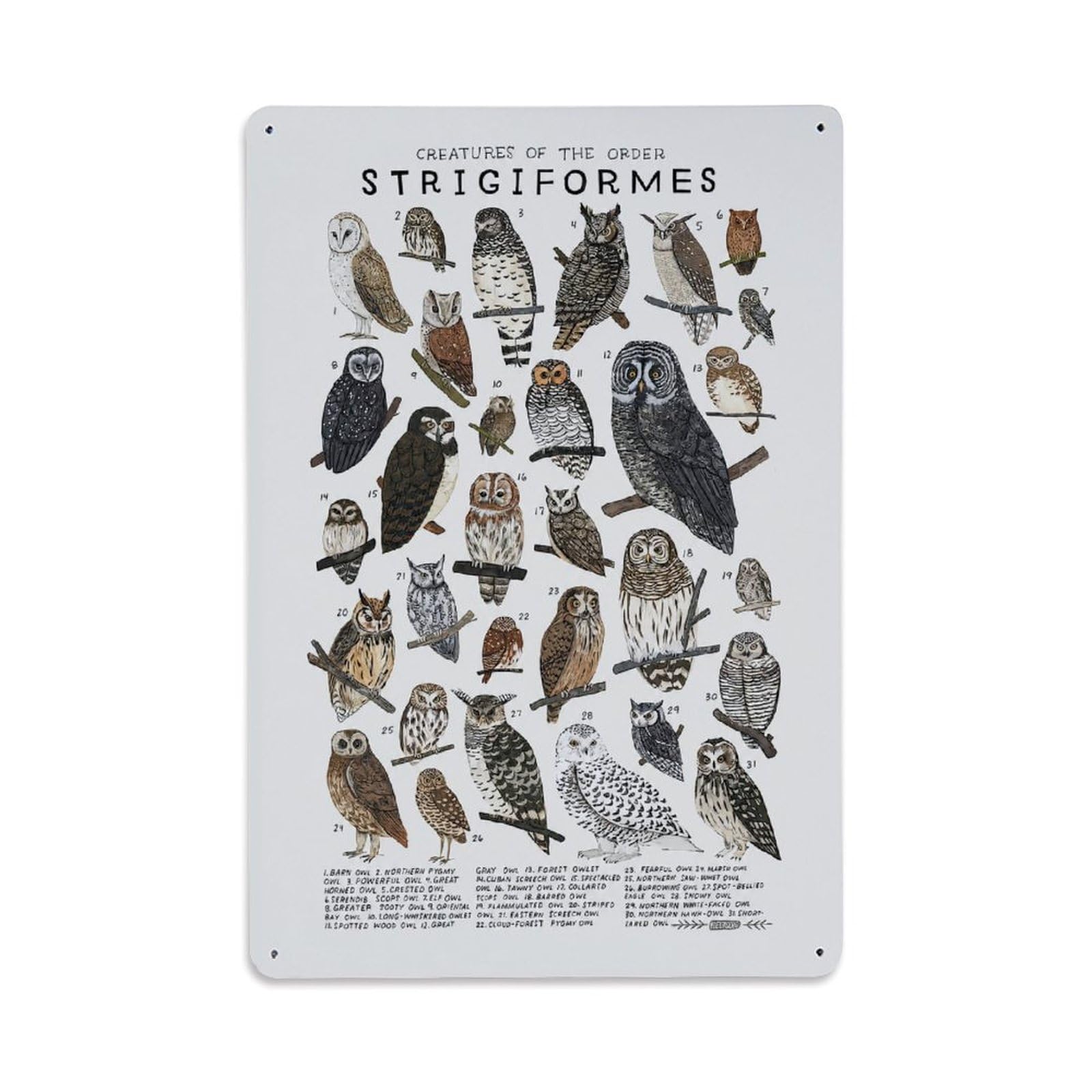 Birds Zoology Wildlife Vintage Owls Species Guides Scientific Metal Tin Sign Plaque Wall Decor for Cafe, Man Cave, Club Bar, Office, Home Garden Round Metal Poster 8x12Inch