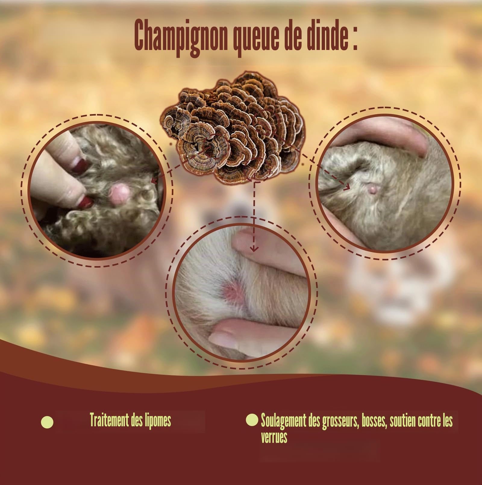 Gouttes de Champignon Queue de Dinde pour Chiens et Chats - Gestion des lipomes, Bosses et verrues, Ganoderme lucide & Chaga | pour Animaux séniors, affaiblis et Post-opératoires
