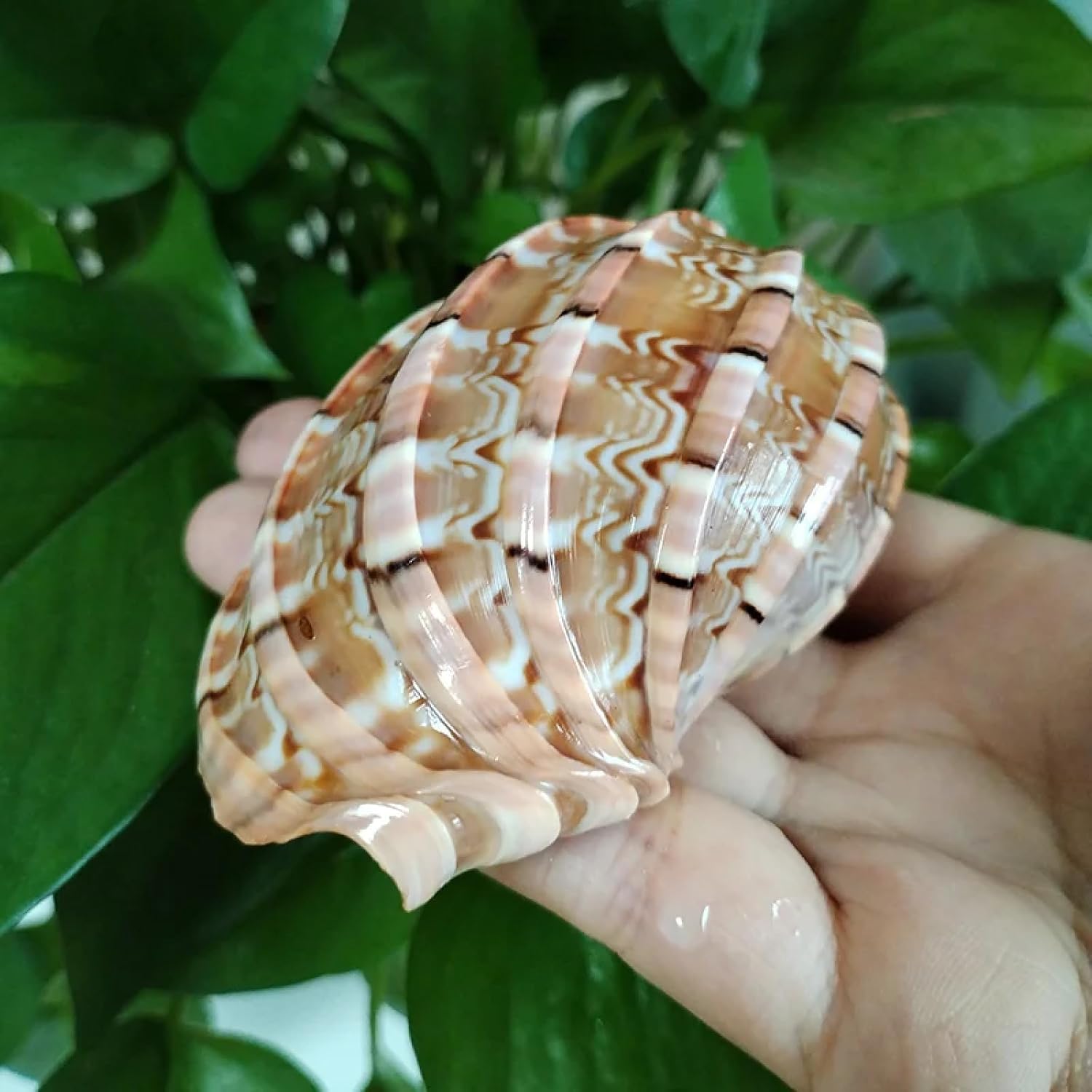 Conch Shells for Decoration,1Pcs 8-9cm Mediterranean Conch Seashell Ornaments Imperial Harp Hermit Crab Shells Aquarium Landscaping Succulent Flower Pot Fish Tank Decor
