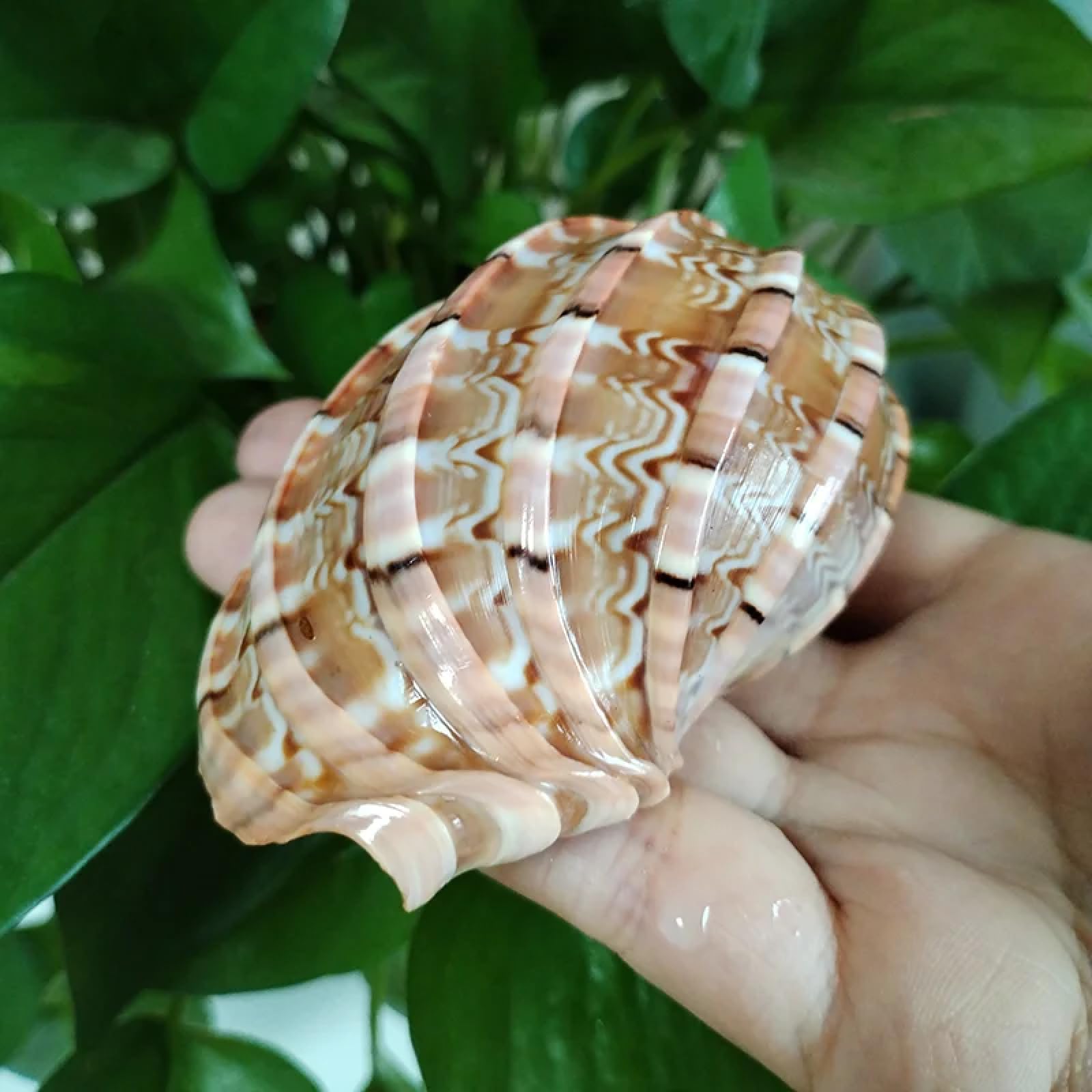 Conchiglie per decorazione, 1 pezzo 8-9 cm mediterraneo conchiglia ornamenti arpa imperiale eremita granchio conchiglie acquario paesaggistica succulenta vaso di fiori decorazione acquario acquario
