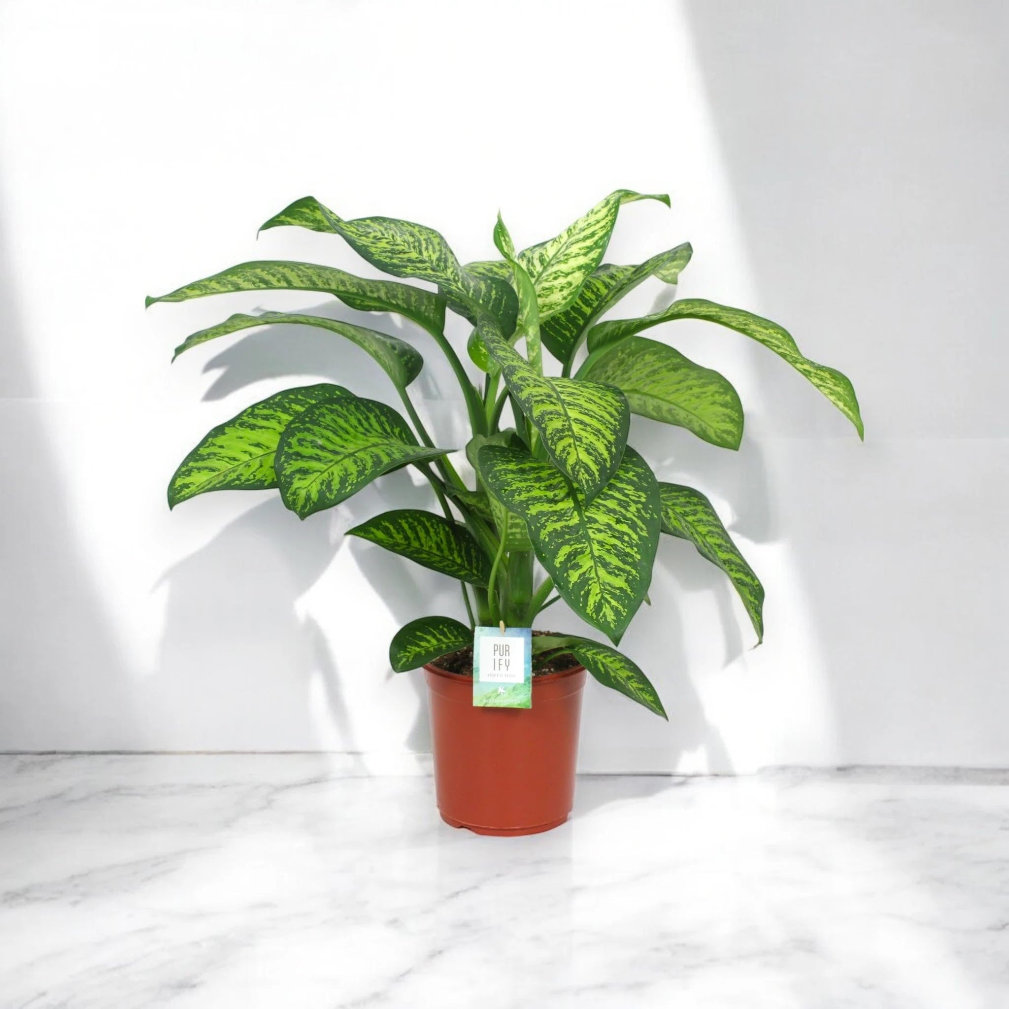 Dieffenbachia seguine 'Tropic jewel' Pianta da Interno Ornamentale, Colore Verde, 80-100 cm, Vaso 24