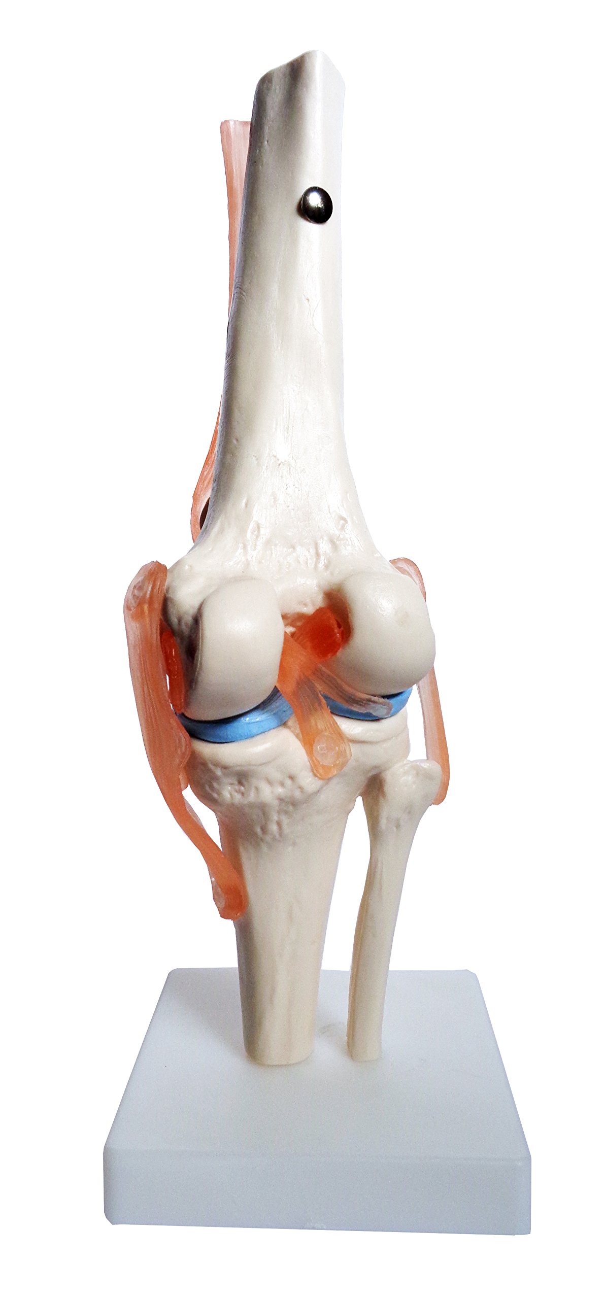 Buy Anatomy Model of Human Knee Joint Bones Anatomical Joint Models for