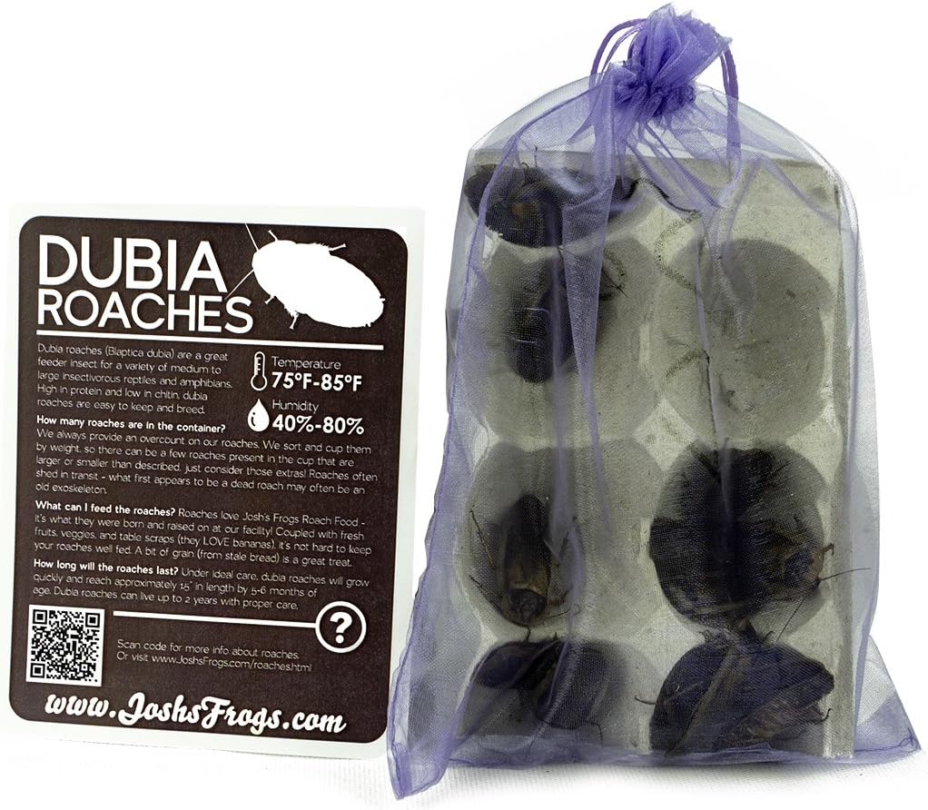 Josh's Frogs Adult Male Dubia Roach (10 Count)