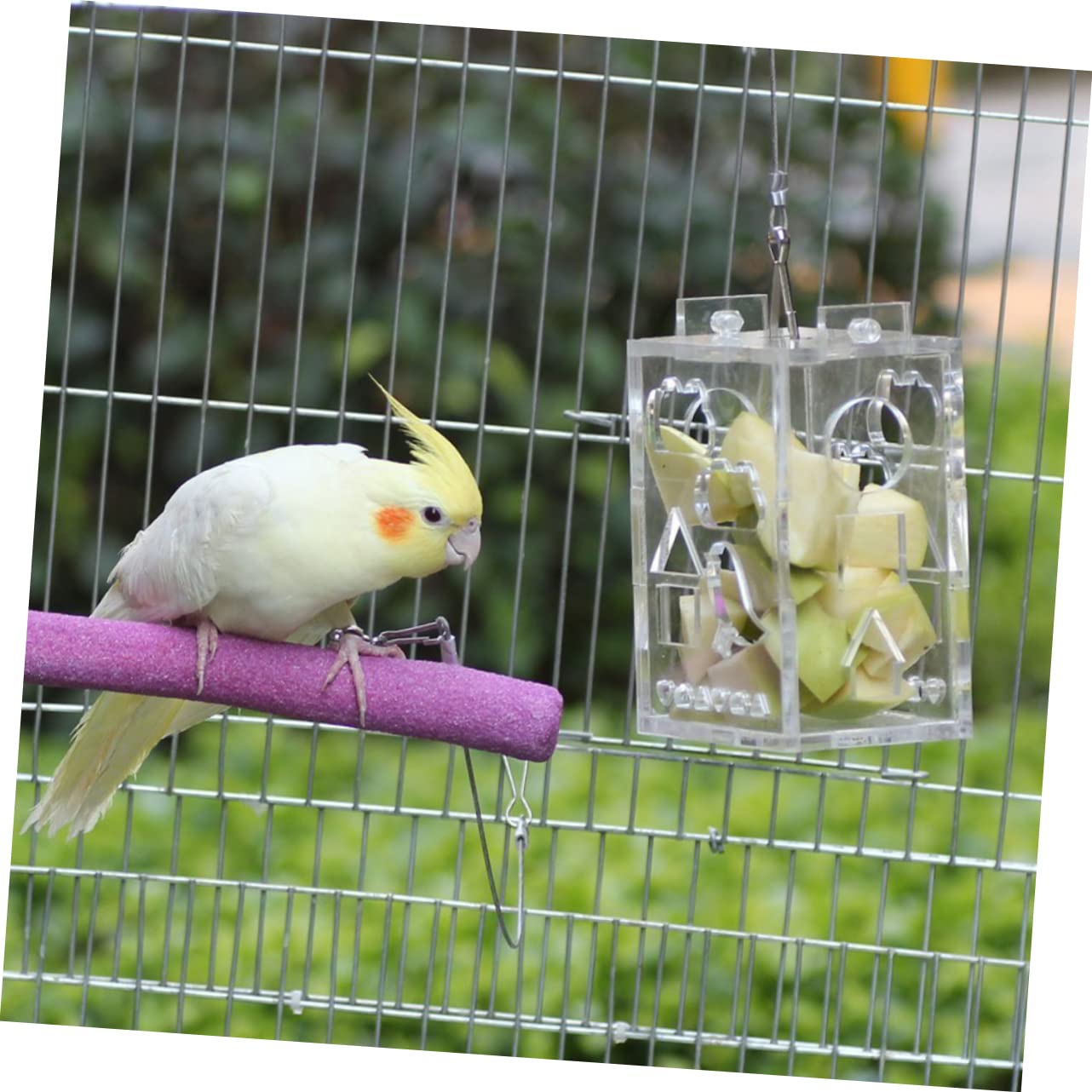 Sosoport 3pezzi Mangiatoia Per Uccelli Acrilico Gioco Intelligente Per Pappagalli e Piccoli Uccelli Foraging Toy Per Attività e Divertimento Resistente e Portatile