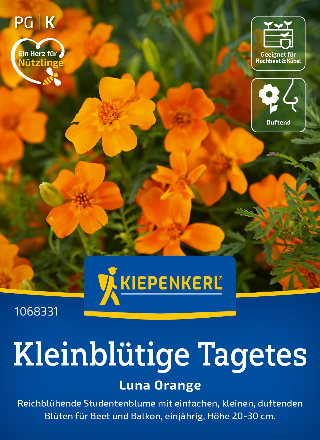 Kiepenkerl Kleinblütige Tagetes Luna Orange – Blumensamen