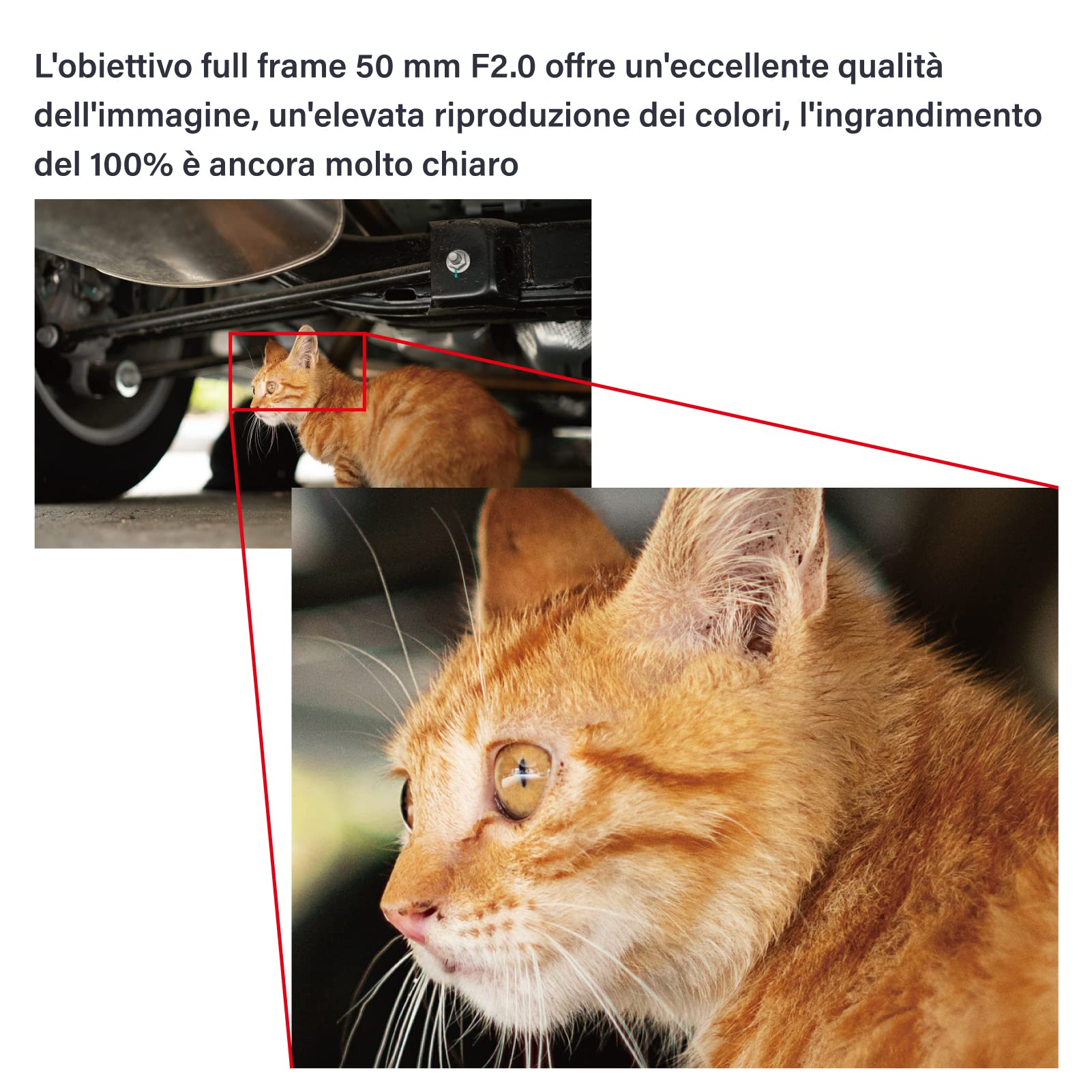 AstrHori 50 mm F2.0 Obiettivo per ritratto full frame manuale ad ampia apertura compatibile con Panasonic LUMIX Olympus Micro 4/3-Mount Mirrorless Camera G1,G2,G3,G5,G6,G9,GH1,GH2,GH3,GH4, GH5,ecc