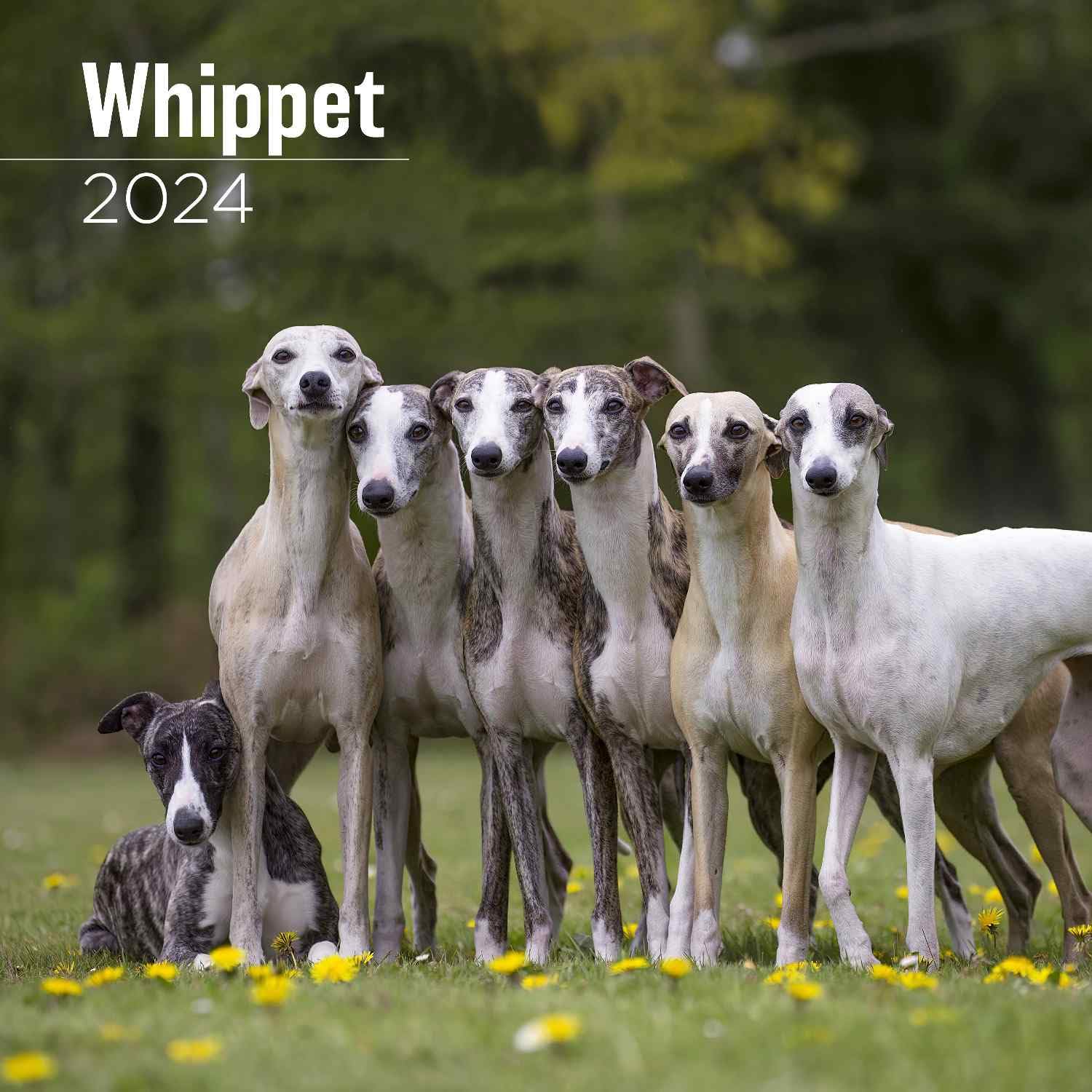 2025 Whippet Calendar - Dog Breed Wall Calendar - 12 x 24 Open - Thick No-Bleed Paper - 14 Month Planner Calendar Organizing & Planning