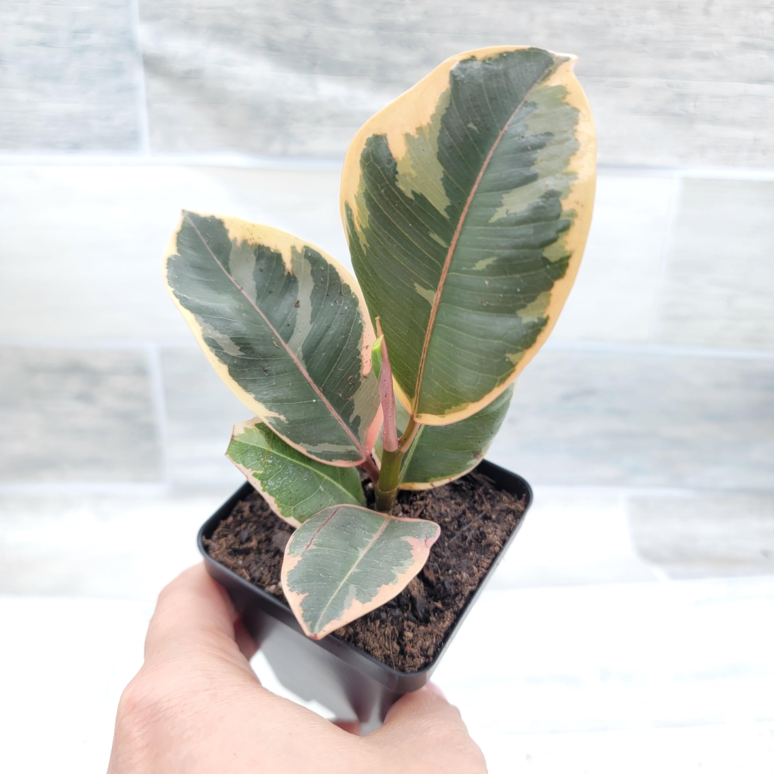 Amazon.co.jp: Ficus Tineke Live Plant – 3インチポット、多彩なゴム