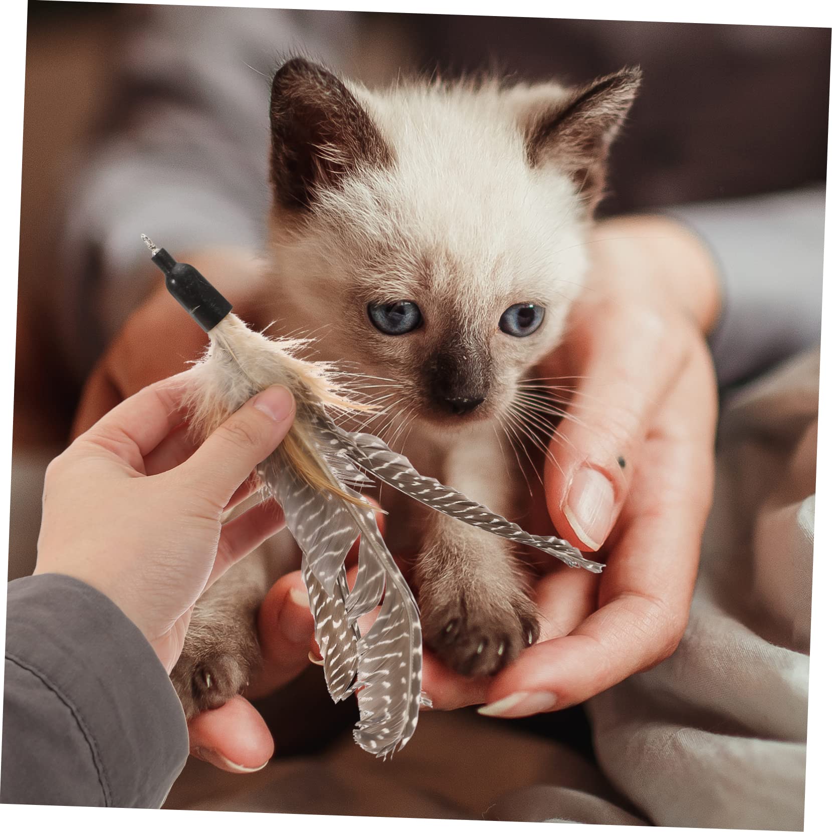 FRCOLOR Pz Ricarica Teaser Per Gatti Sostituzioni Di Bacchette Giocattolo Per Gatti Canna Da Pesca Interattiva Per Gatti Tuta Da Ginnastica Giocattoli Perla Piuma Impostare