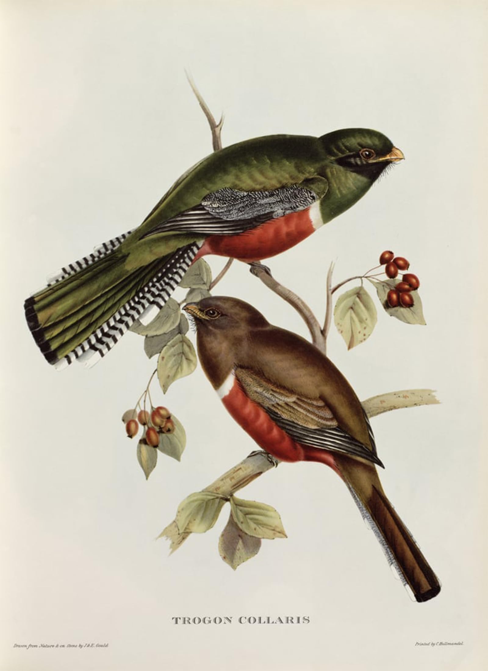 ARTXLXXBN Famous Painting Art Wall Decor Abstract Art Picture Animal Bird Trogon Collaris From tropical Birds by John Gould Animal Pictures for Home Decor 60x90cm
