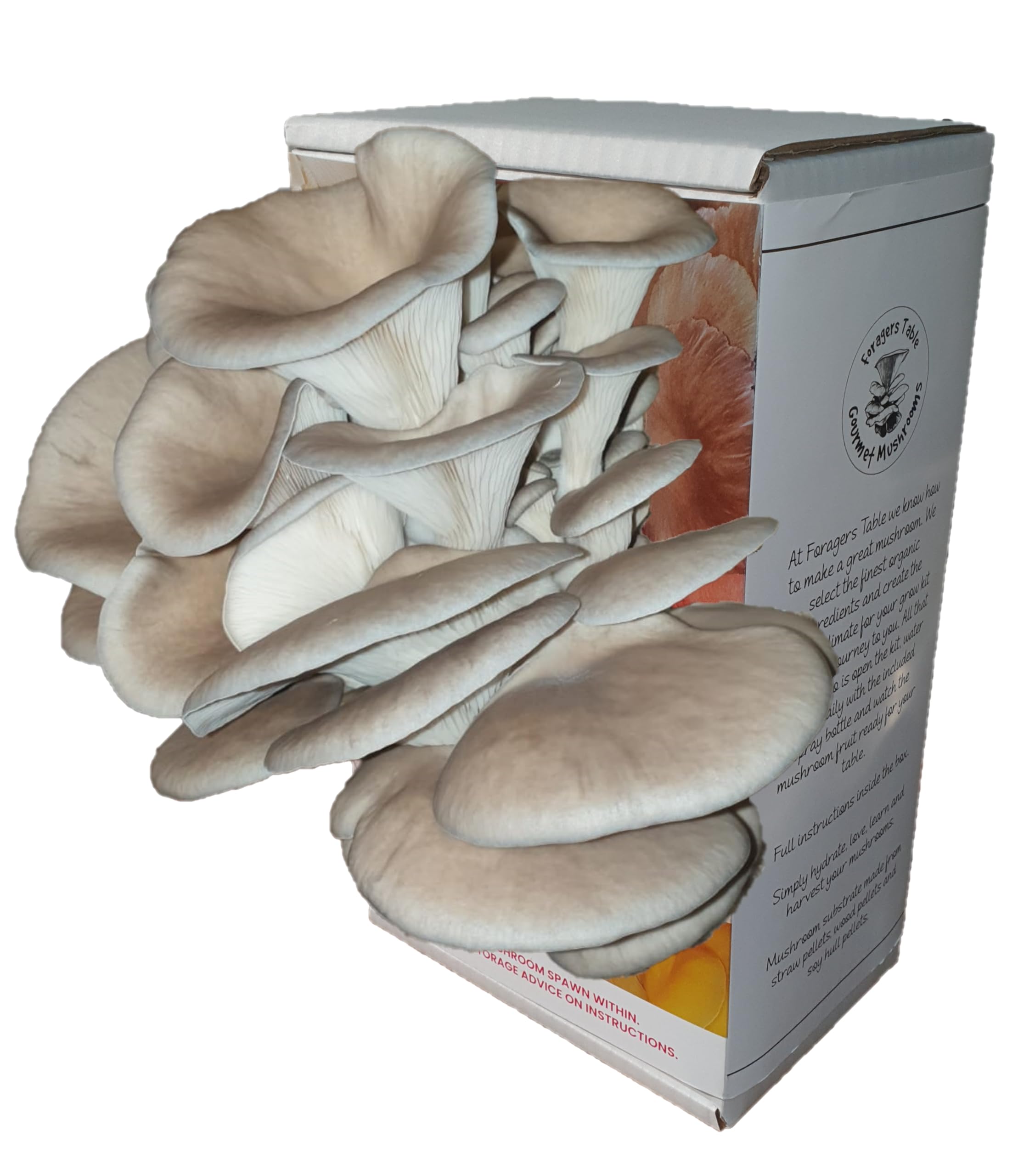 Florida Oyster Mushroom Growing Kit | Gardening Gifts - Ready to Grow Mushrooms Kit | Fun to Grow & Delicious to Eat | Florida Oyster Grow Kit | Grow Your Own Kits - Mushroom Gifts | Foragers Table — image 1