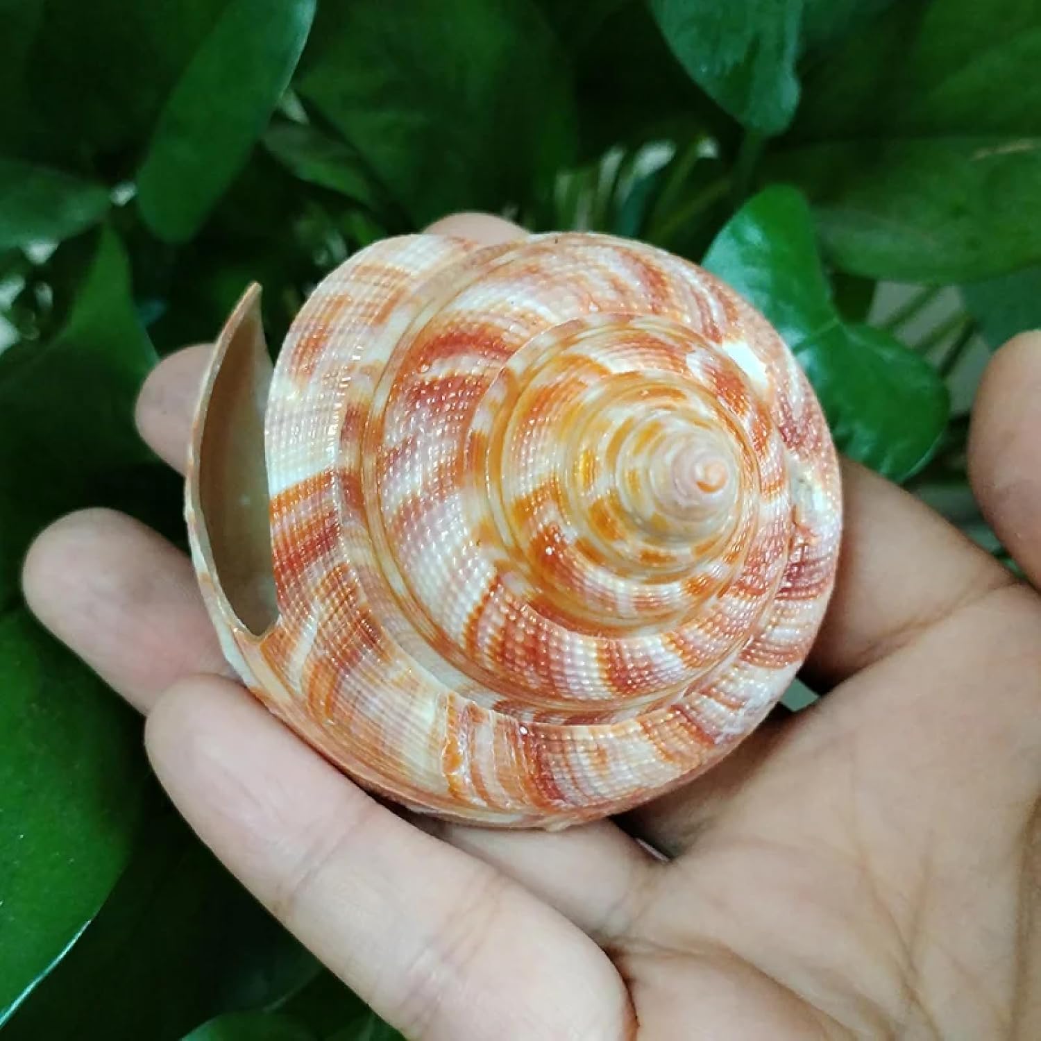 Conch Shells for Decoration,1Pcs 5.5-7cm Natural Emperor's Slit Shell Orange Tower Snail Seashell Specimen Collection Aquarium Fish Tank Landscape Photo Props Decoration