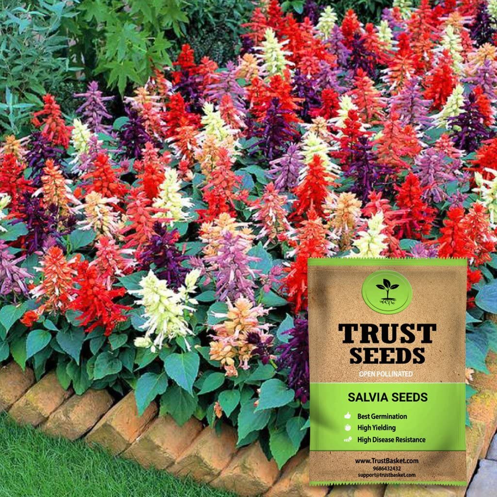 See full amazon price history chart for TrustBasket Premium Flower Salvia Mixed Seeds (Open pollinated) | Sow and Grow Fresh Healthy Seed in Your Garden Perfect for Home & Terrace Gardening High Germination Seeds TrustBasket Premium Flower Salvia Mixed Seeds (Open pollinated) | Sow and Grow Fresh Healthy Seed in Your Garden Perfect for Home & Terrace Gardening High Germination Seeds (B07288F5WX) Amazon Price History, Amazon Price Tracker