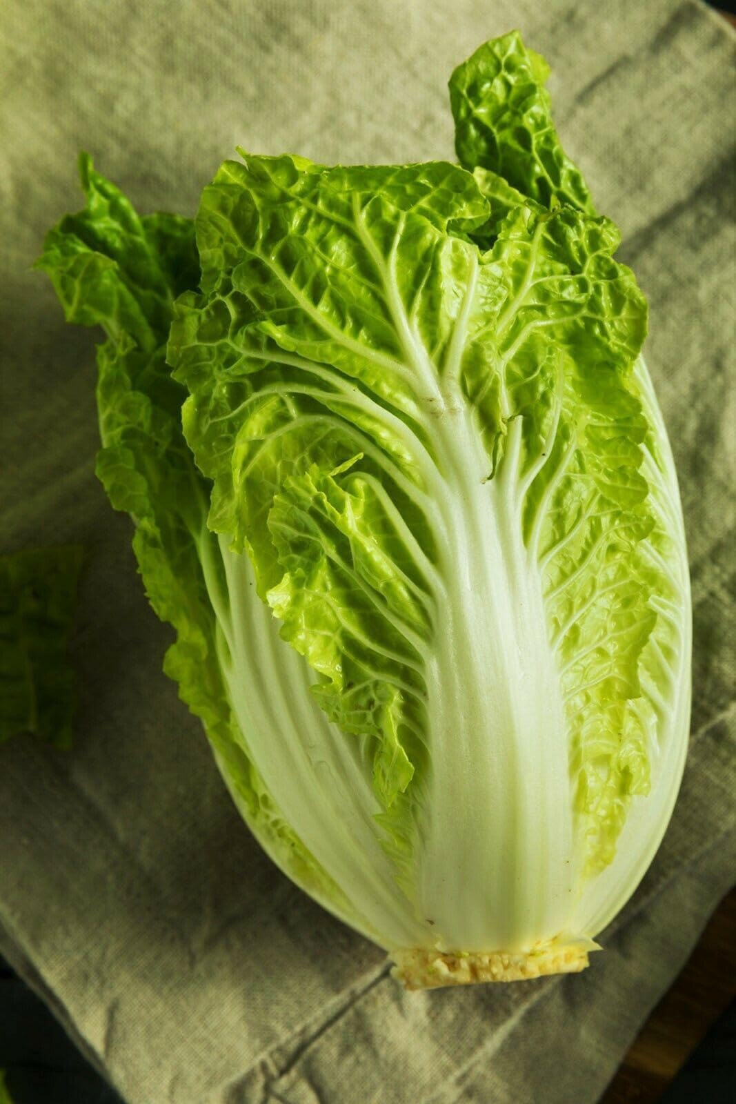 Willvine Chinese Napa Cabbage-RXI-4R-image-34