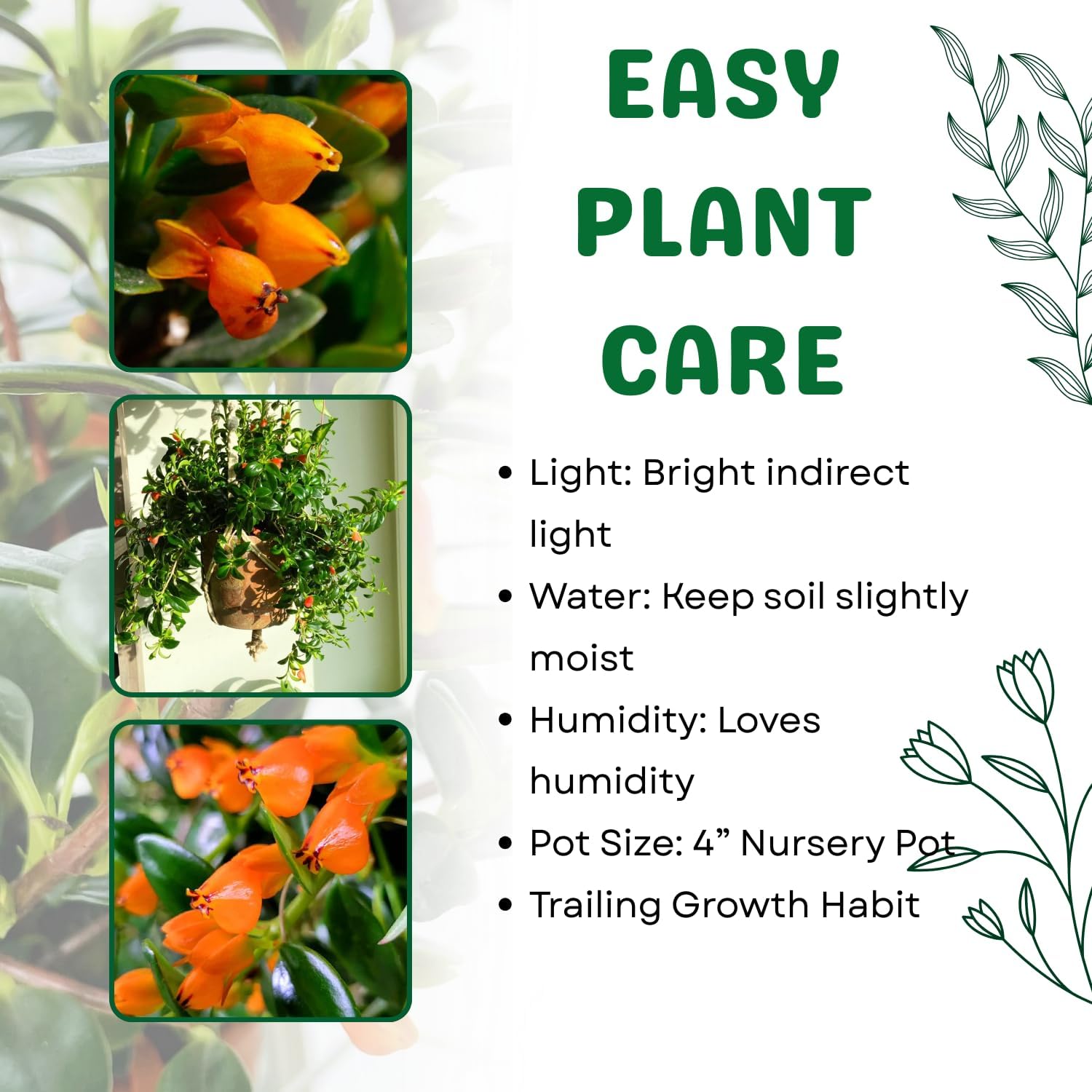 2 Goldfish Plants Live Houseplant, 4 Inch Potted Trailing Goldfish Vine with Orange Blooms, Ideal for Hanging Baskets or Home Décor