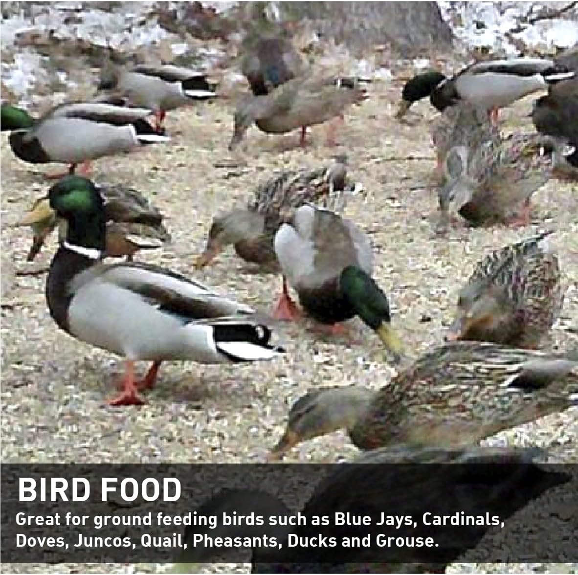 EasyGo Product Cracked Corn for Wildlife Feeding, Bird Seed Food - Great Also for Squirrels, Deer, Turkeys, Chickens and Wildlife - 50 Pounds Cracked