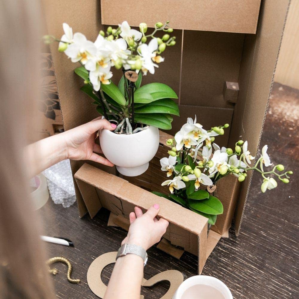 Kolibri Orchids - Orchidée Phalaenopsis Rose Mauve - Salvador Pot Dore De Luxe Taille Du Pot 9cm Hauteur 35cm Plante Interieur A Fleurs 91786188