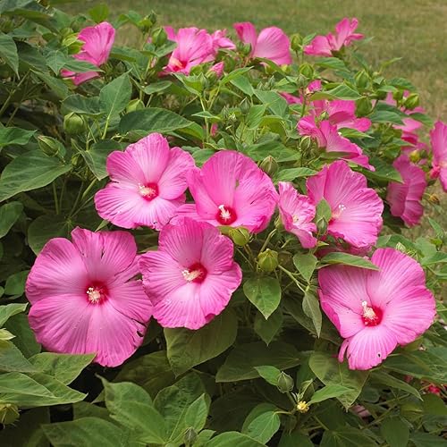 Miniatura 3 de Plantas de hibisco, planta viva de árbol de hibisco, un grupo de plantas de hibisco vivas, 6 a 8 pulgadas de alto, planta de flores perennes, color