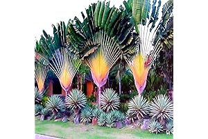 Travelers Palm Tree Seeds (Ravenala madagascariensis) - Bird of Paradise Plant (10 Seeds)