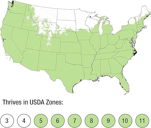 Miniatura 6 de Mondo Grass - Paquete de 18 unidades, cubierta vegetal de hoja perenne, pleno sol a parte, plantas de exterior vivas para plantas de loropetalum