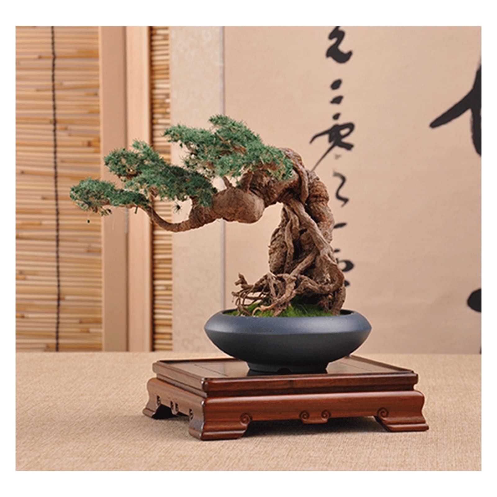 Amazon.com: FENOKD Vase Bonsai Stand Square Shape Wood Stand 10X8.3X3.5Cm,  Oriental Furniture Wooden Display Stand Pedestal for Vase Jar Plant Display  Pedestal : Home & Kitchen