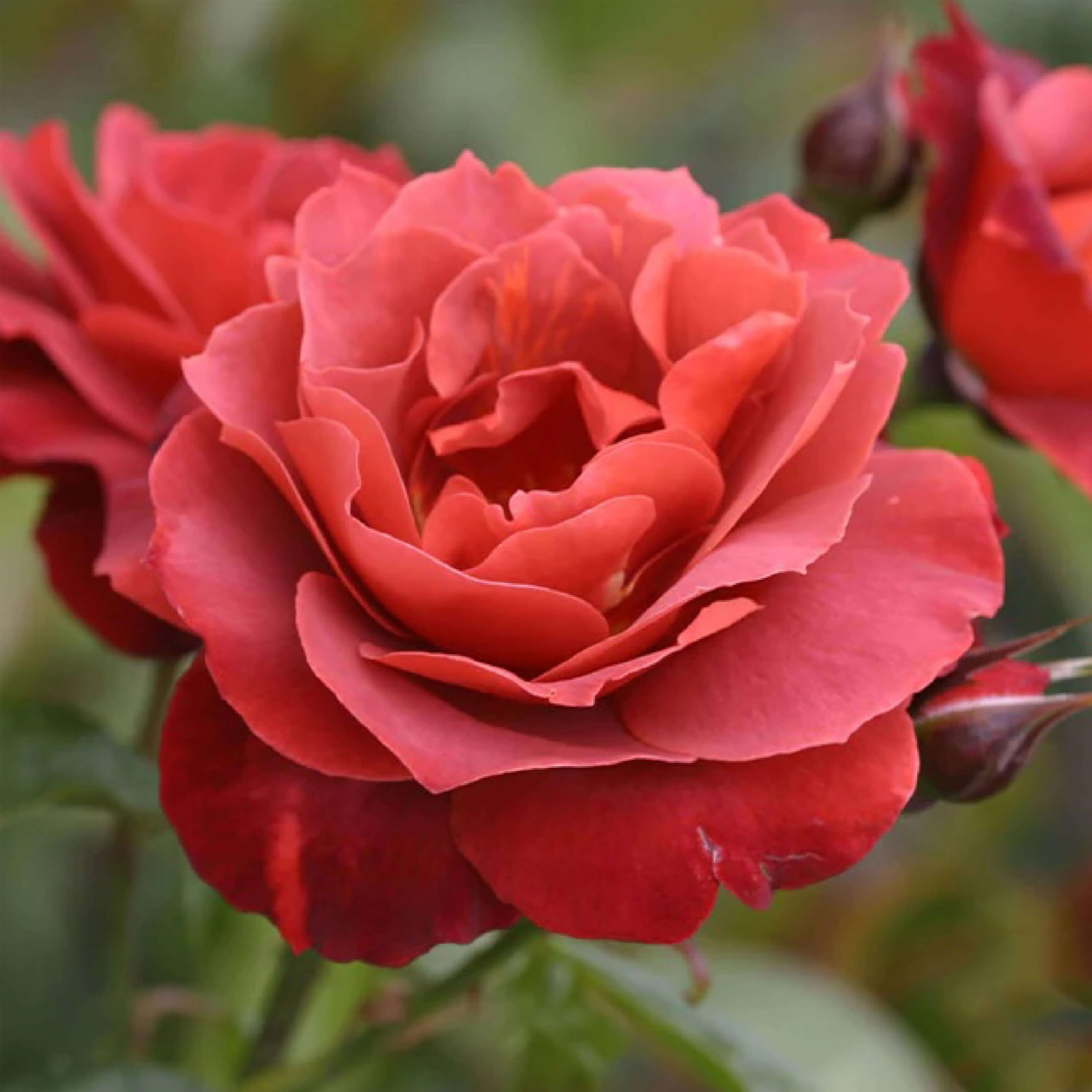 Heirloom Floribunda Roses Hot Cocoa