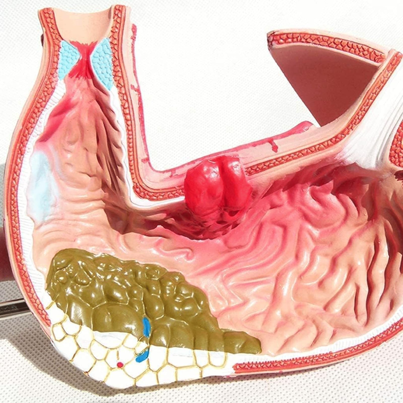 Menschliches Organmodell Menschliches Organmodell Medizinisches Gerät Für Anatomie Unterrichtsausrüstung Für Das Verdauungsgerät Für Das Schulstudium