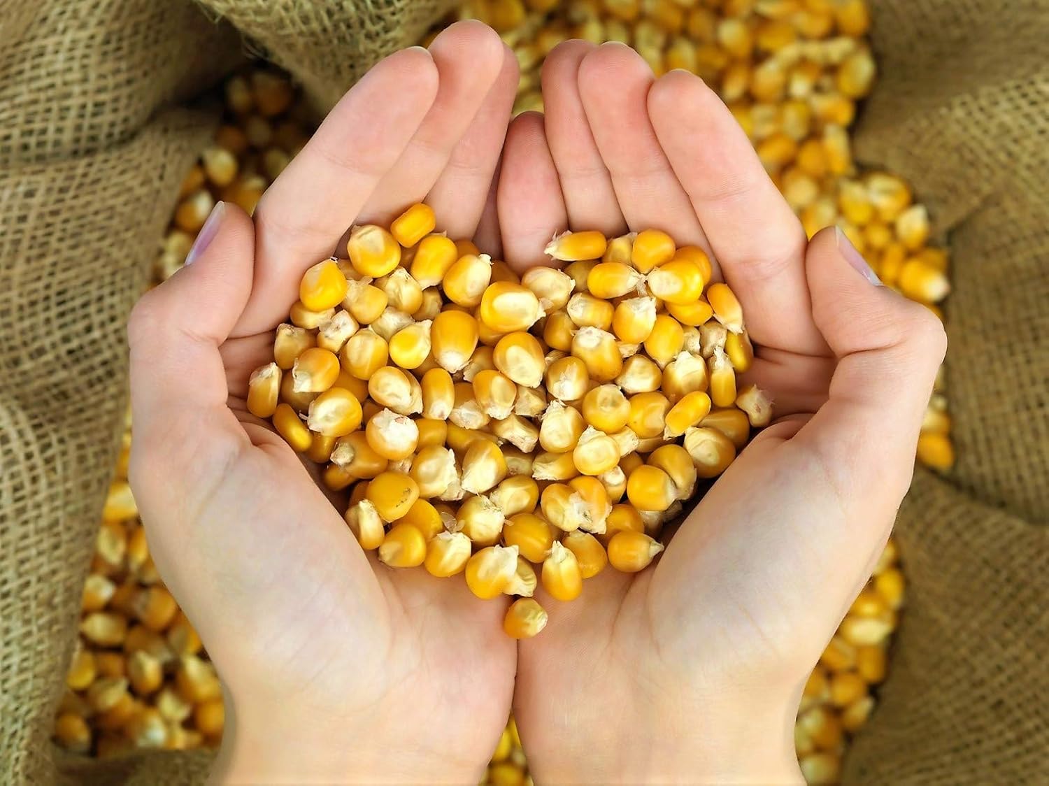 Premium Whole Corn Feed for Deer, Squirrels, Birds, Beef Cattles, Wildlife - 10LB (Double-Sealed)