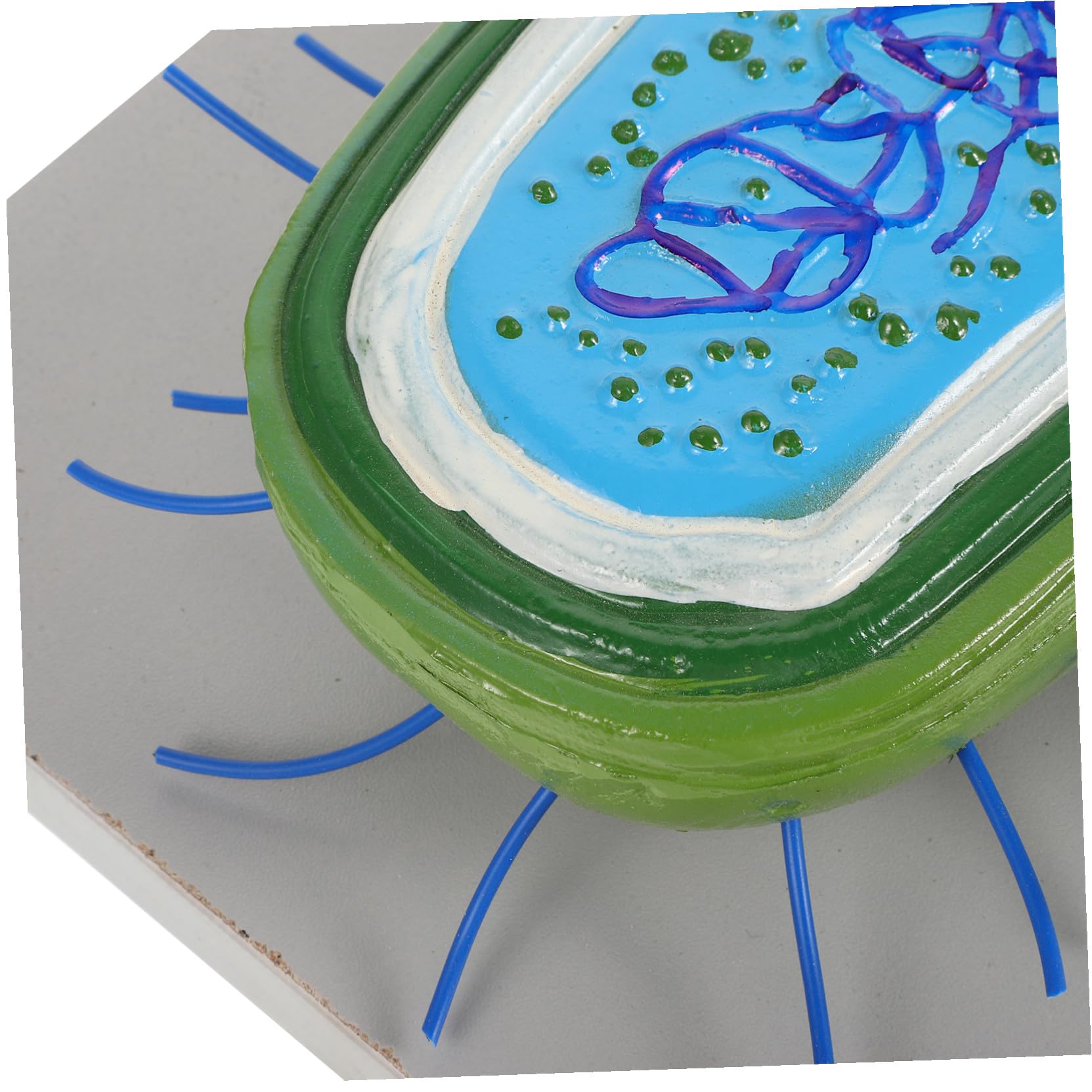 Modelli Didattici di Microbiologia in Pvc per Studenti Struttura Realistica e Design Estetico, Sussidi Didattici per L'insegnamento e Divulgazione Scientifica