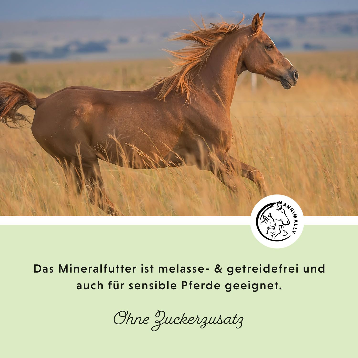 Sport & Leistung Mineralfutter Pferde getreidefrei 6 kg - Ergänzungs Pferdefutter für Pferde mit Aminosäuren, Vitaminen, Mineralstoffen & Spurenelementen, wie Zink, Selen, Omega 3 & Jod