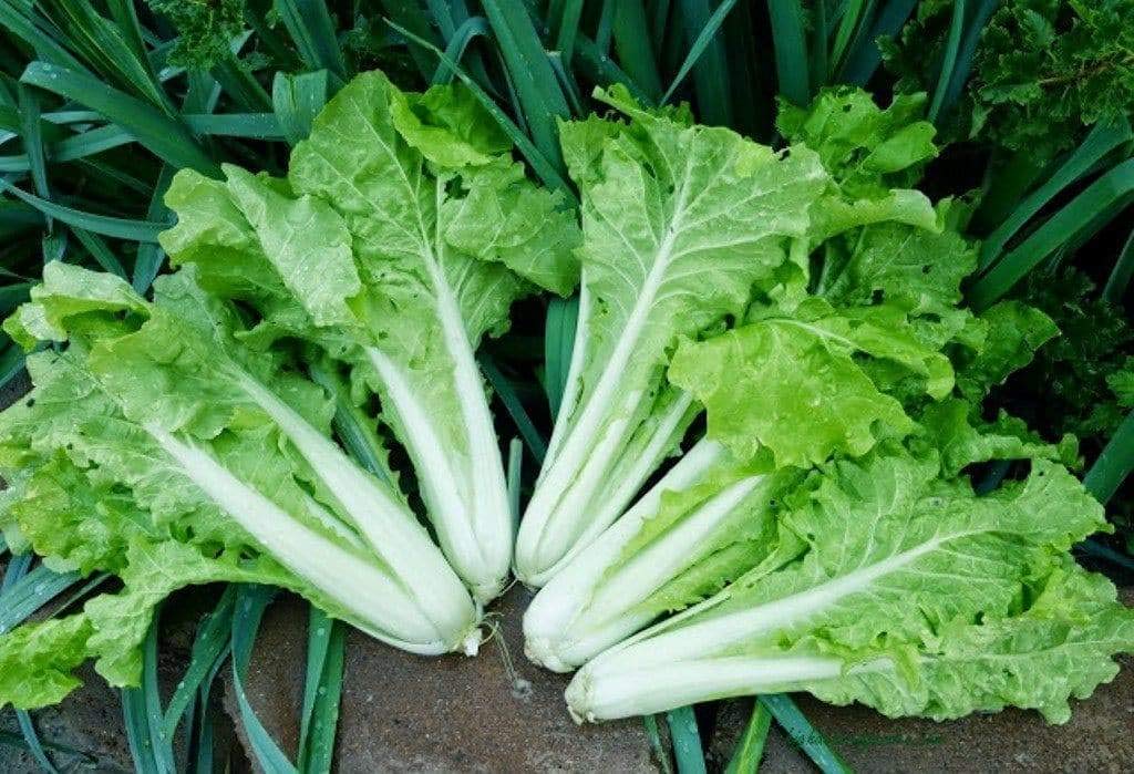 Frilly Leaf Pak Choi Fun Jen, Hybrid (Brassica rapa VAR chinensis) 500mg Seeds for Planting, Asian Greens for Planting, Chinese Cabbage Seeds, Non-GMO, Vegetable Seeds,