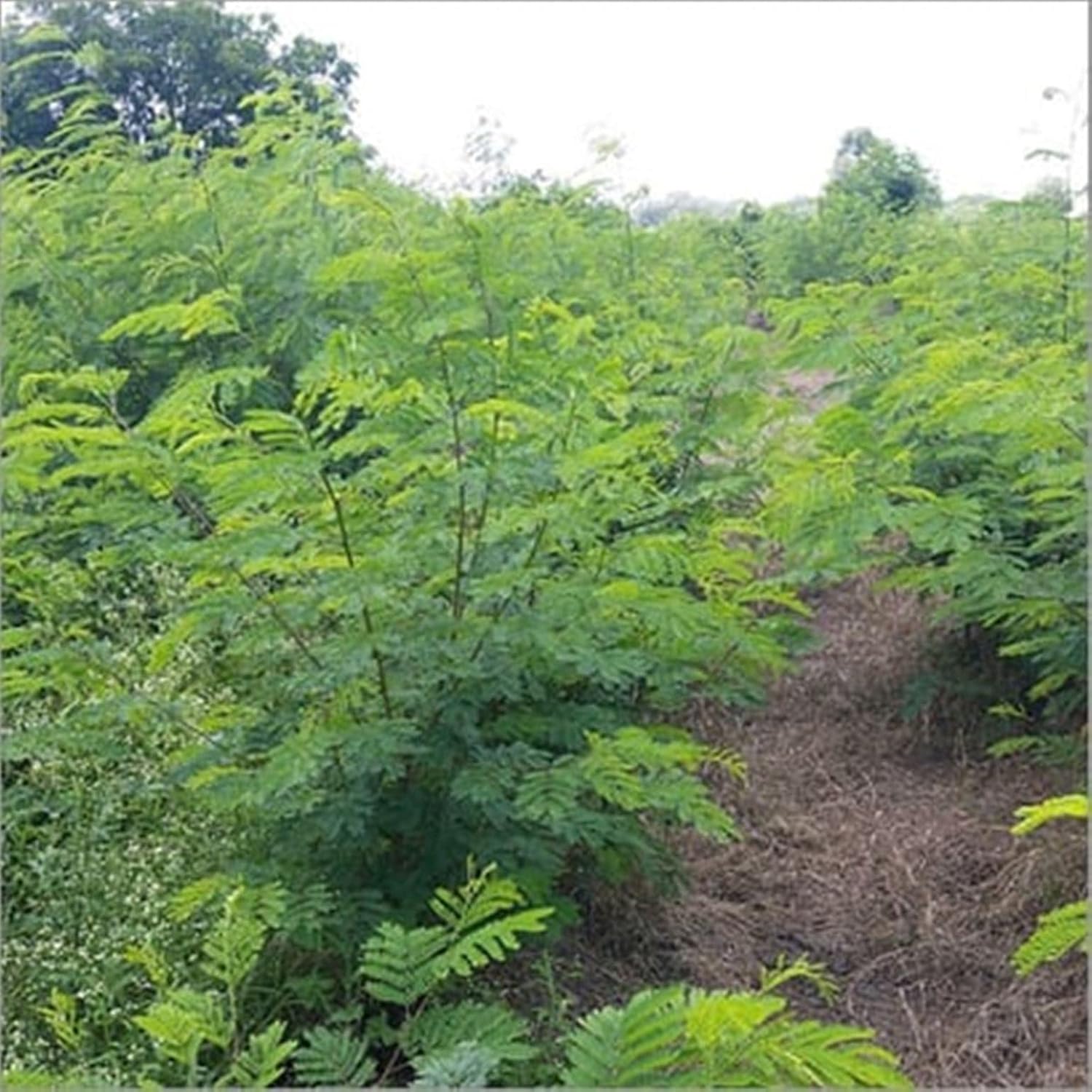 Leucaena Leucocephala Subabul, Jumbay, White Lead Tree, River Tamarind