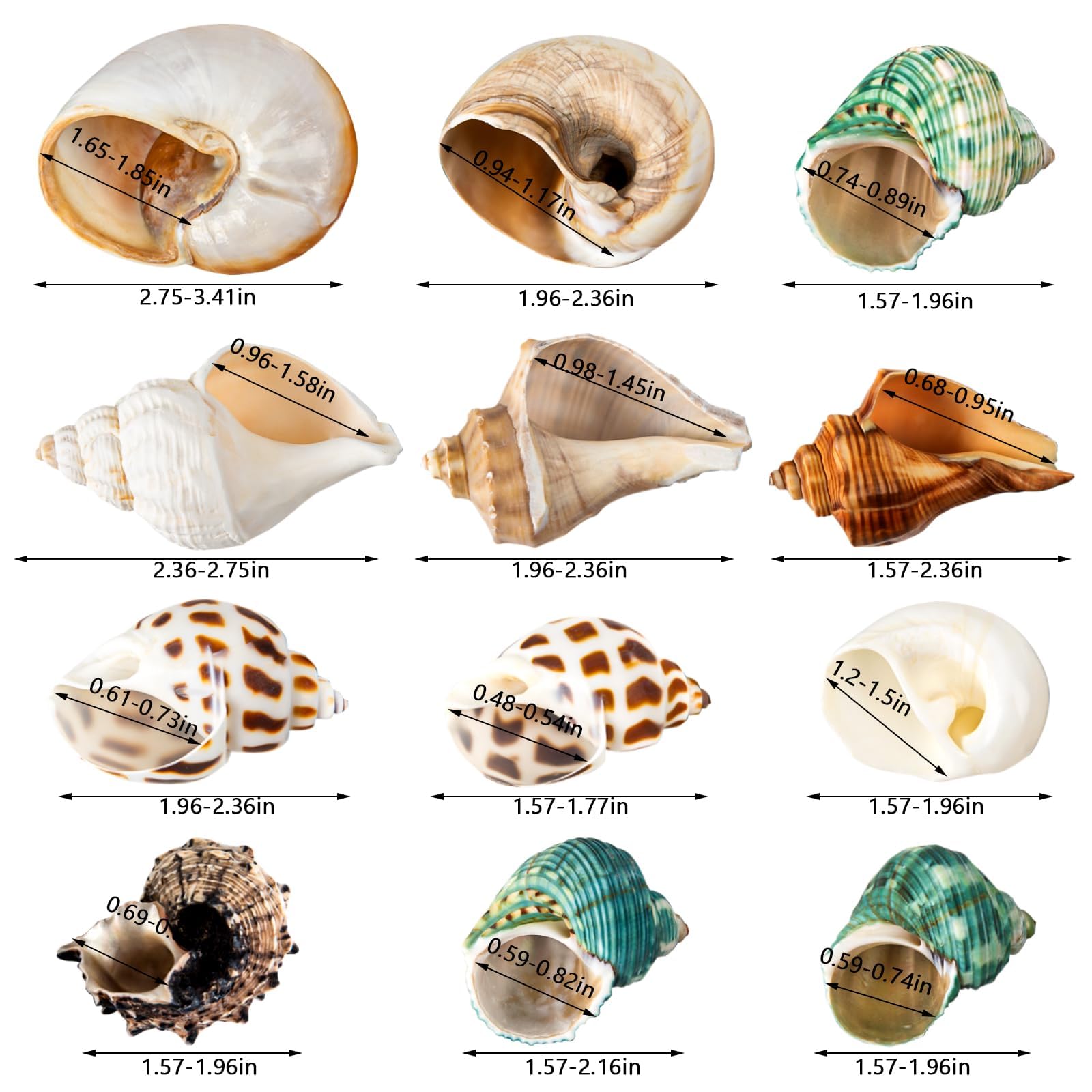 12PCS Hermit Crab Shells | Natural Sea Conch Size 1.6