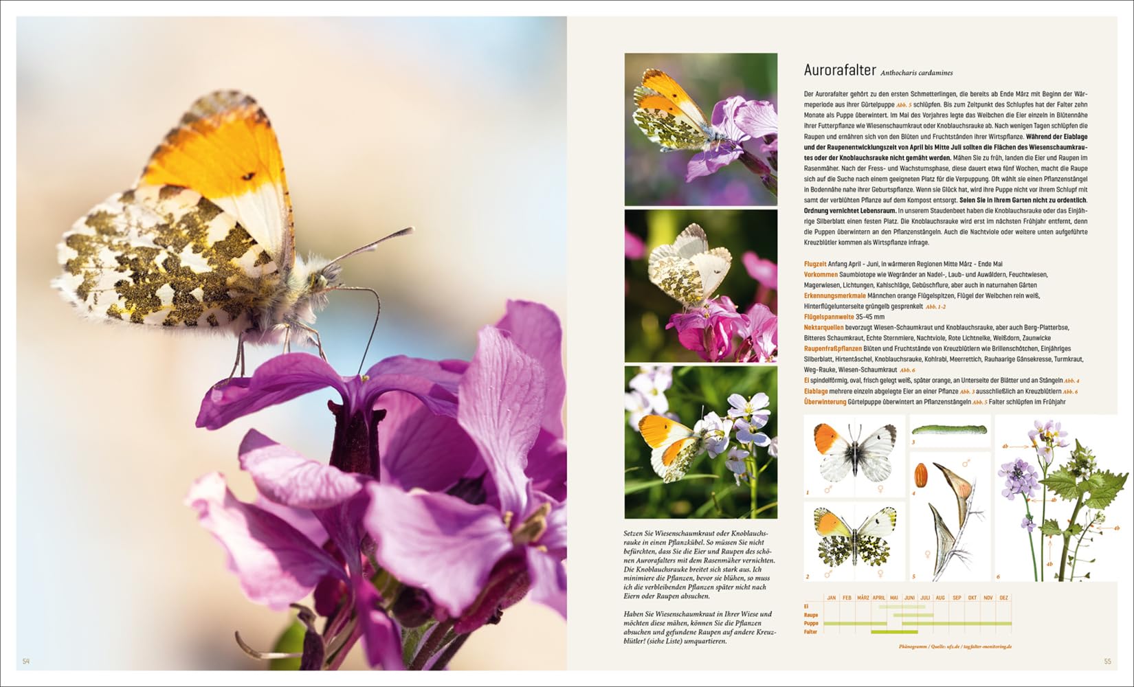 Mein Artenretter Garten: Mit den richtigen Pflanzen & Strukturen die Insektenvielfalt fördern