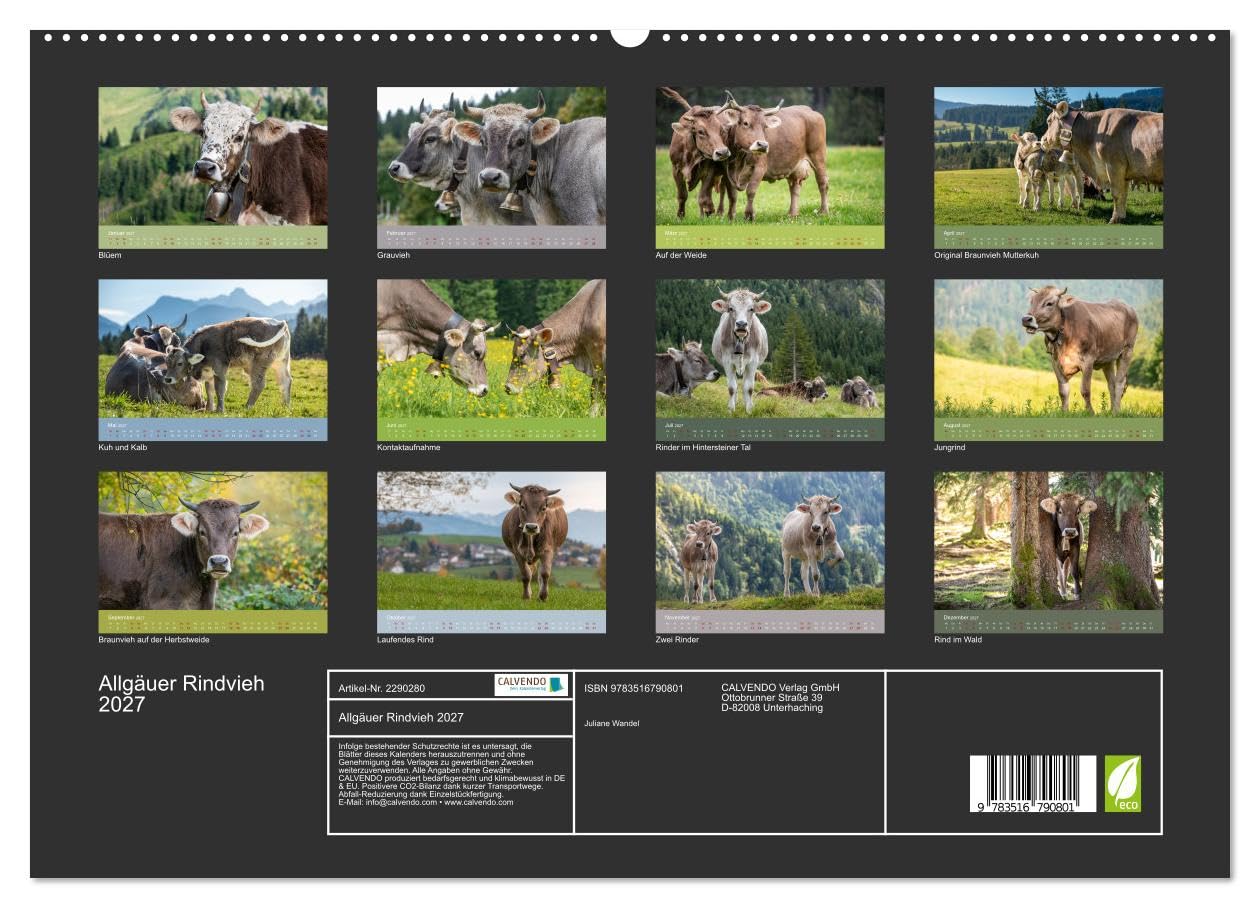 Allgäuer Rindvieh 2027 (hochwertiger Wandkalender 2027 DIN A2 quer), Kunstdruck in Hochglanz: Ein Kalender für alle Allgäu- und Kuhliebhaber. (CALVENDO Tiere)