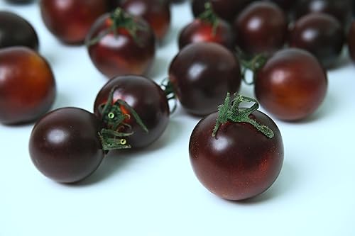 Miniatura 7 de Tomate cereza negro Solanum Lycopersicum 50+ semillas para plantar