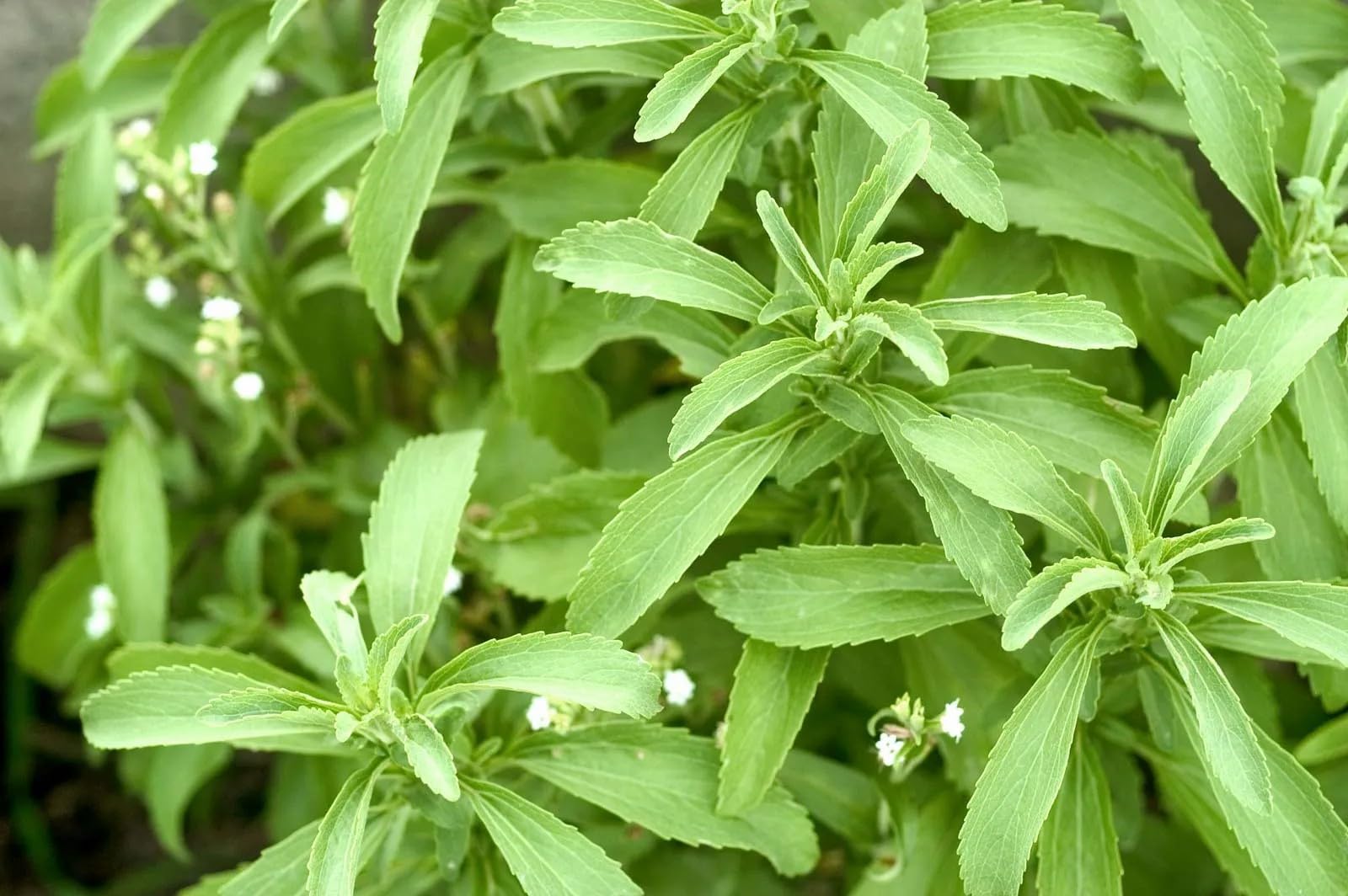 Stevia Live Plant, Natural Sweet Herb, Fresh Green Leaves, Low Maintenance, Ideal for Home Garden (Pack of 1) AR_46-picture-21