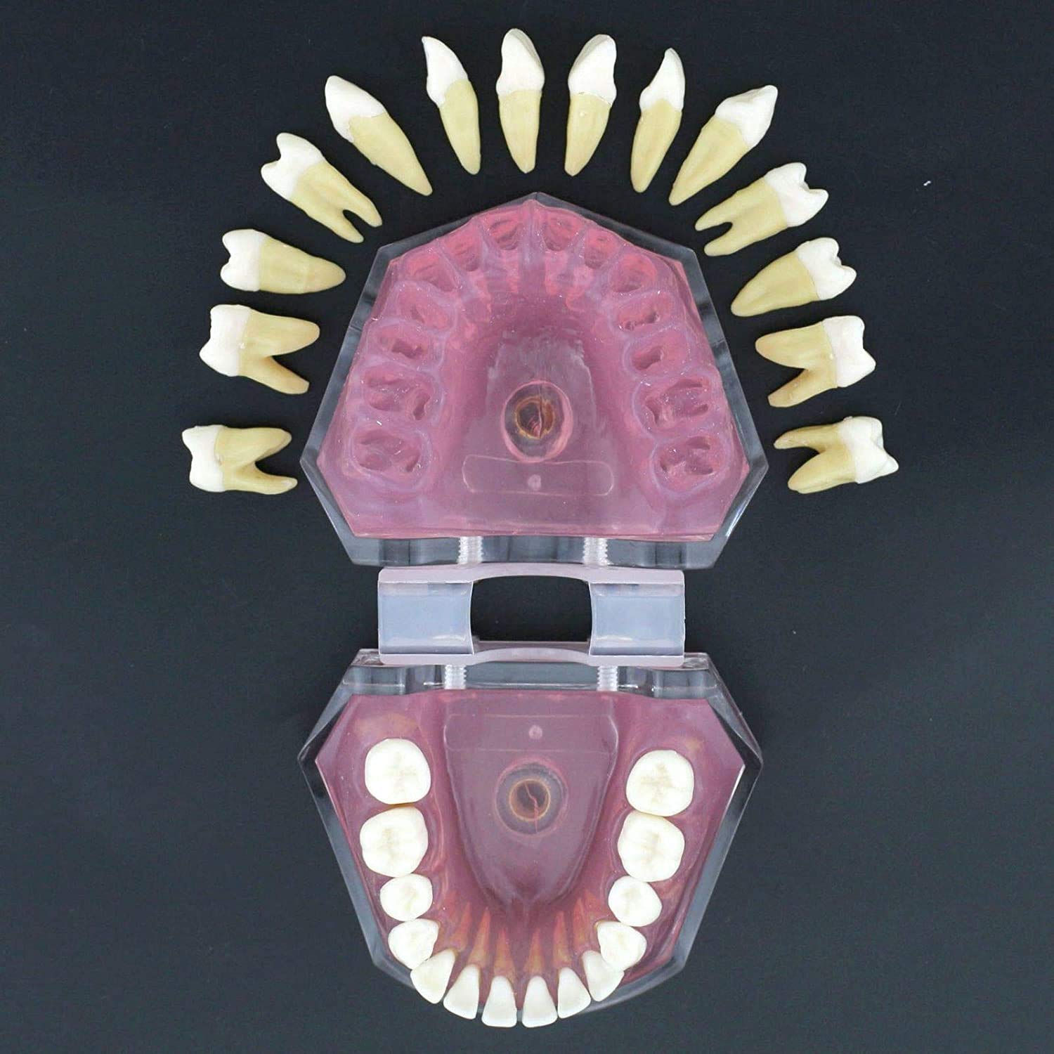 Modello di Denti, Gengive Morbide Smontaggio Completo, Estrazione Dentale Completa per L'odontoiatria O Il Dentista con Pazienti