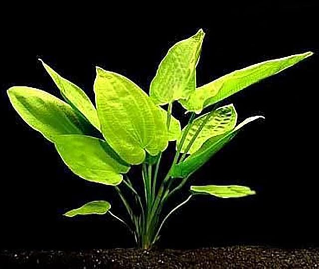 Foto 5 de 5 de 15 plantas de acuario vivas/7 tipos diferentes