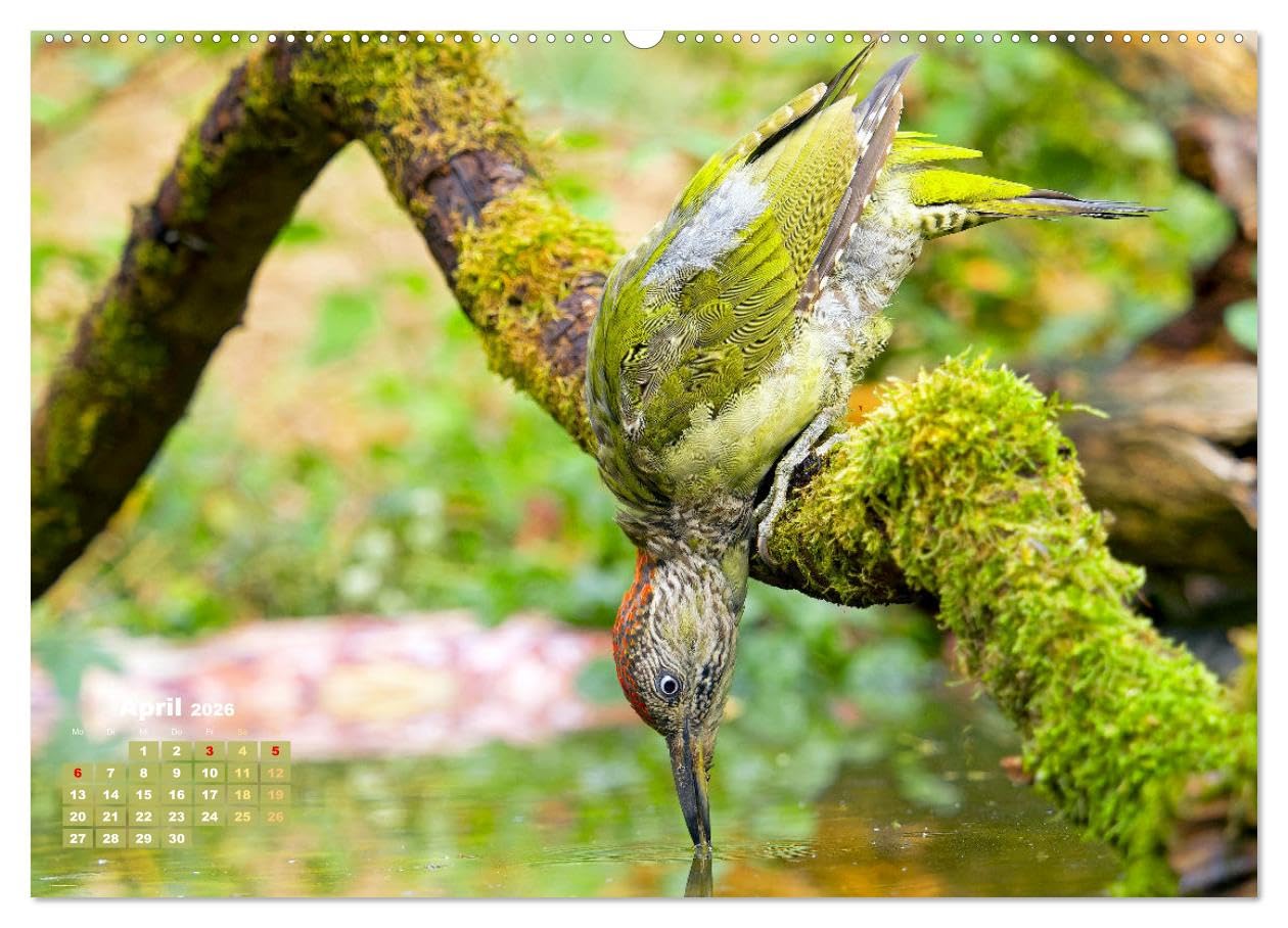Amsel, Fink und Star: Heimische Vögel (hochwertiger Premium Wandkalender 2026 DIN A2 quer), Kunstdruck in Hochglanz: So vielfältig ist die heimische Vogelwelt (CALVENDO Tiere)