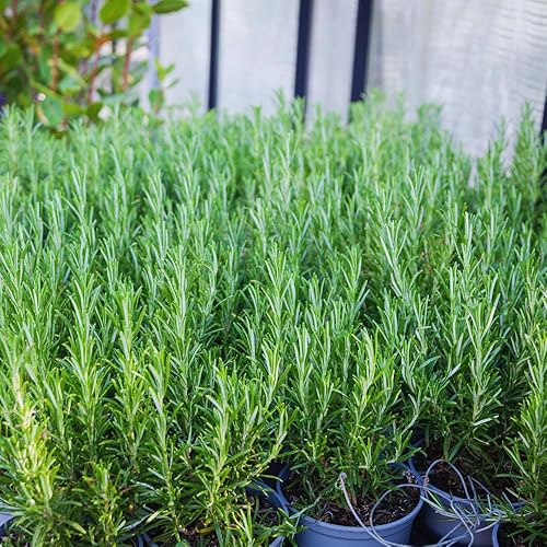 Miniatura 6 de Juego de 3 plantas de romero vivas, plantas vivas de romero azul, de 3 a 5 pulgadas de altura