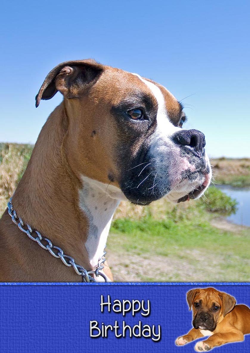 Boxer Dog Personalzed Happy Brthday Card | Zazzle - View #10