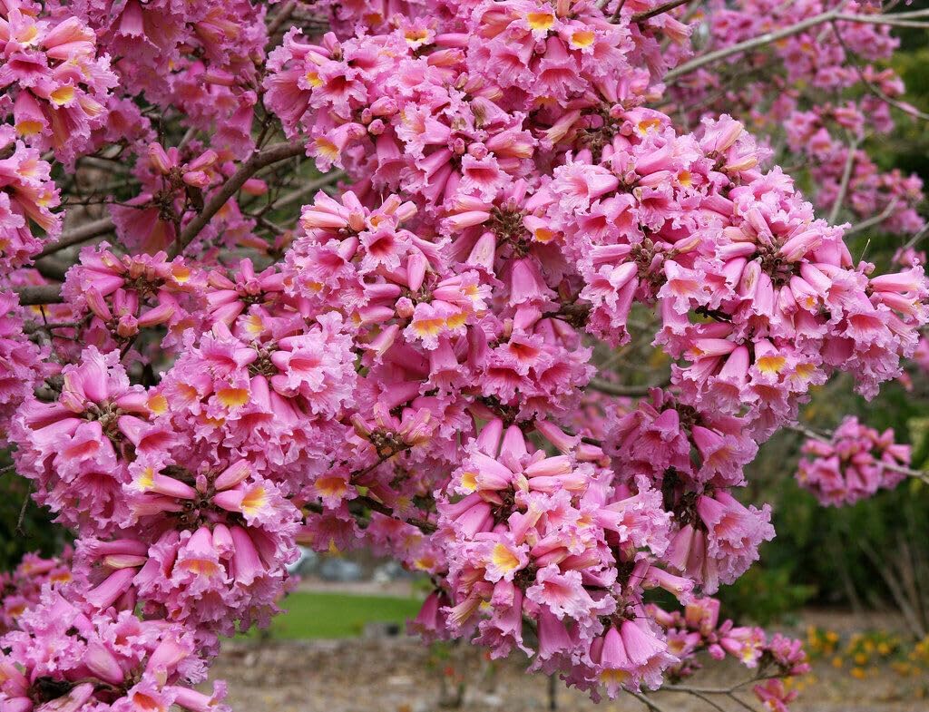 Pink Tabebuia Rosea Seeds Lapacho Guayacan Trumpet Tree 30 Seeds