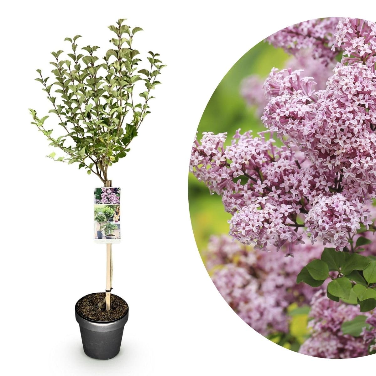 My Green Help – Syringa meyeri Palibin alberello, Lillà Coreano nano profumato, 1 pianta vera vaso Ø19 cm h 90 cm, per giardino, terrazzo e balcone