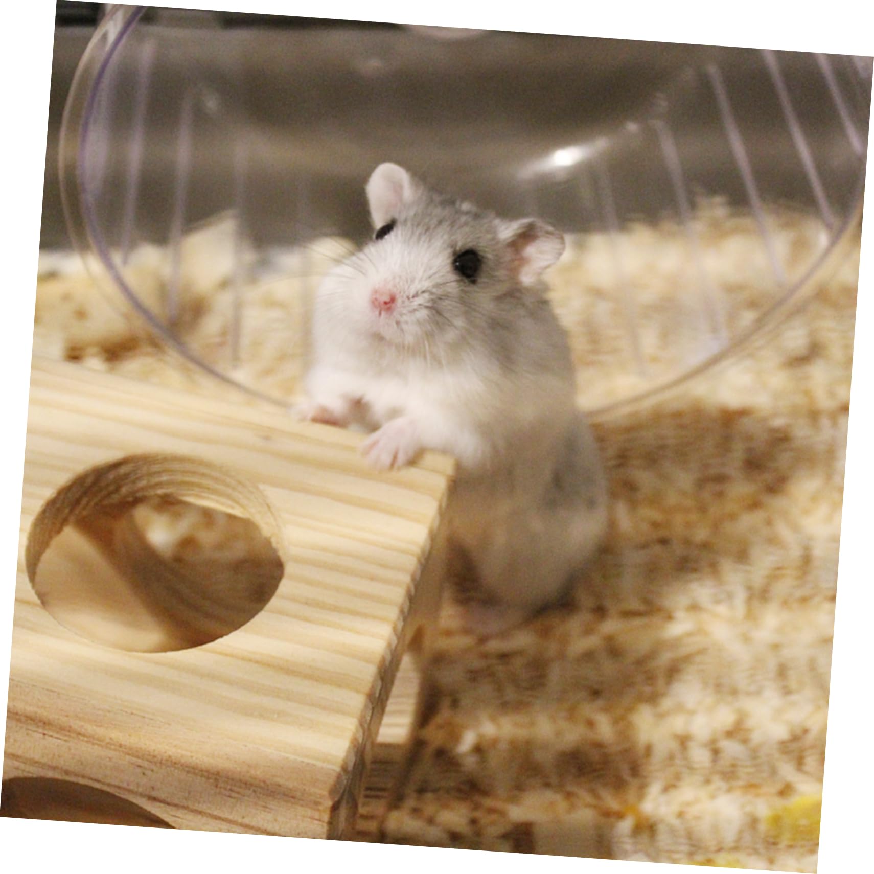 WOONEKY Litière en Papier pour Petits Animaux Absorbante 1 Pack Blanc